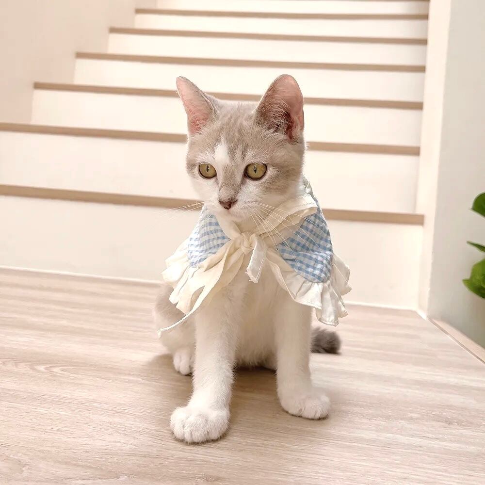 Sweetie Gingham – Pet Collar〈XS〉