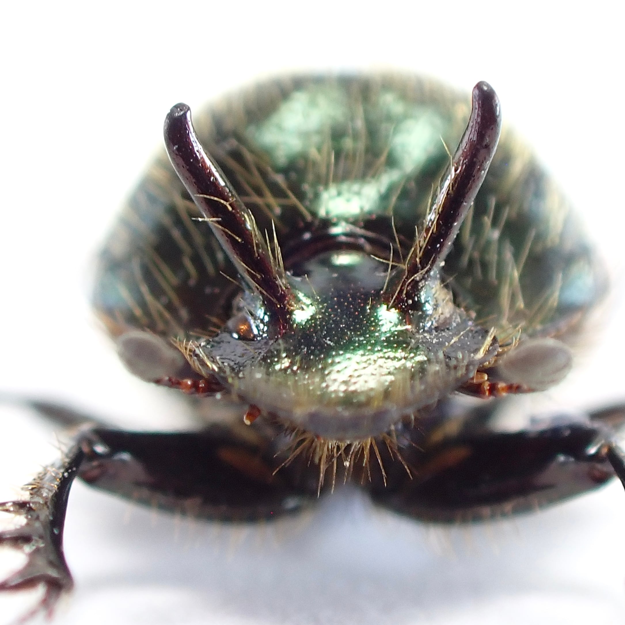 オーストラリア産 Onthophagus sp. ♂ 7mm | 昆虫標本 Diggers & Rollers