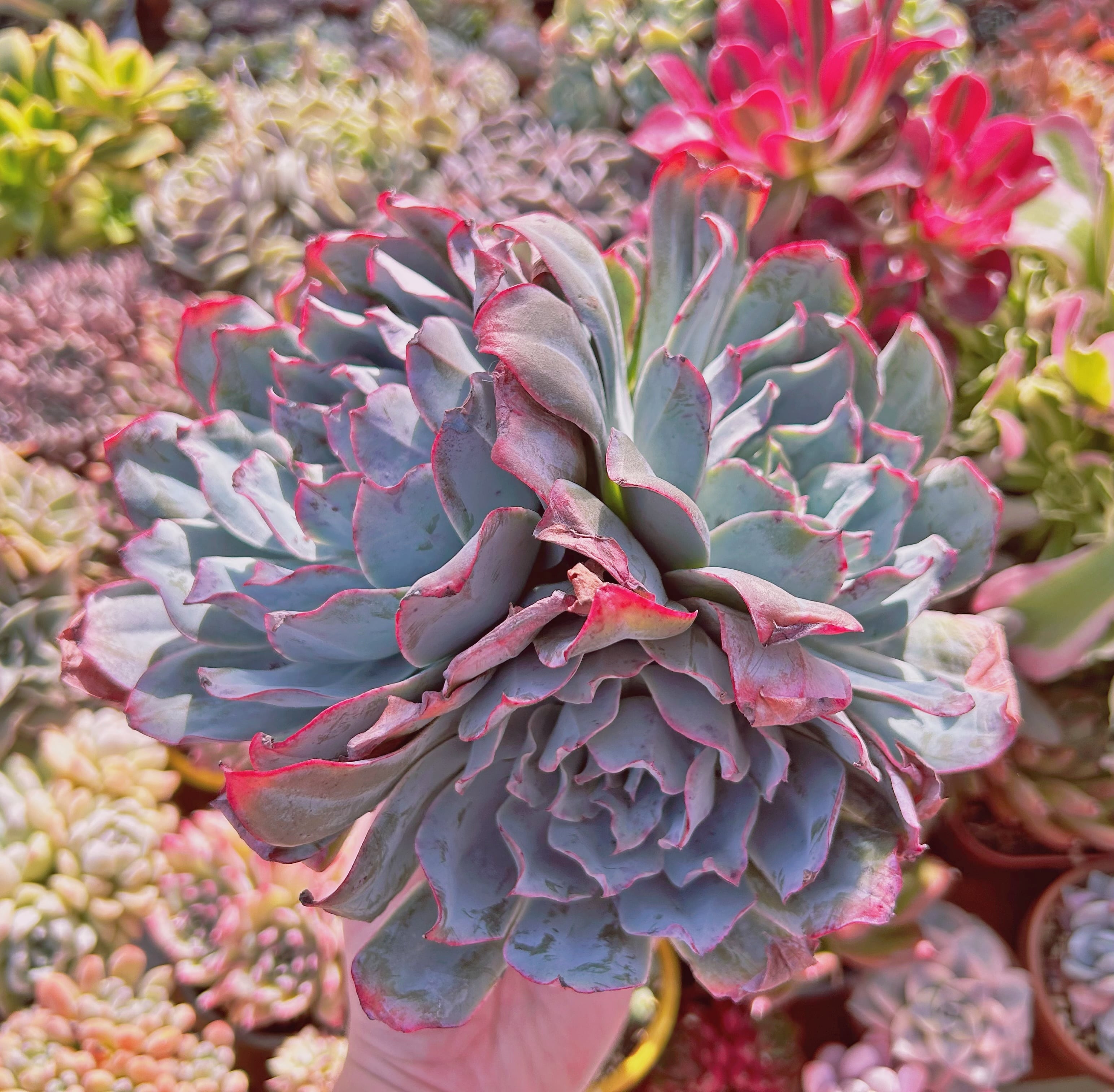 多肉植物　ブルーライト　2～3頭　特特大群生