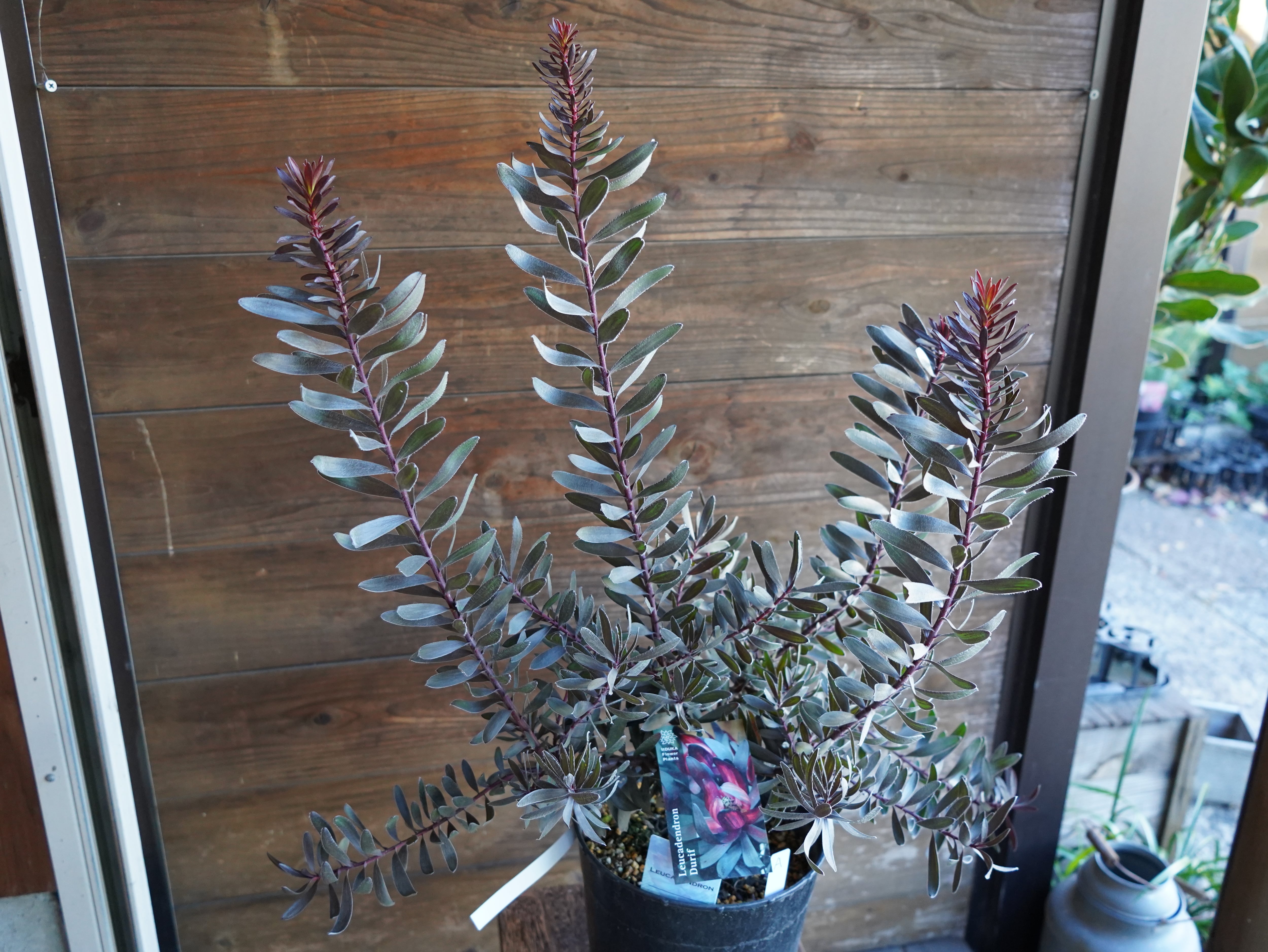 【現物】リューカデンドロン　”デュリフ”　7号　A