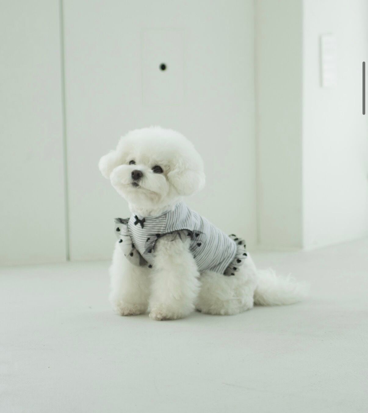 【Coco Chien 】グリビティシャツ