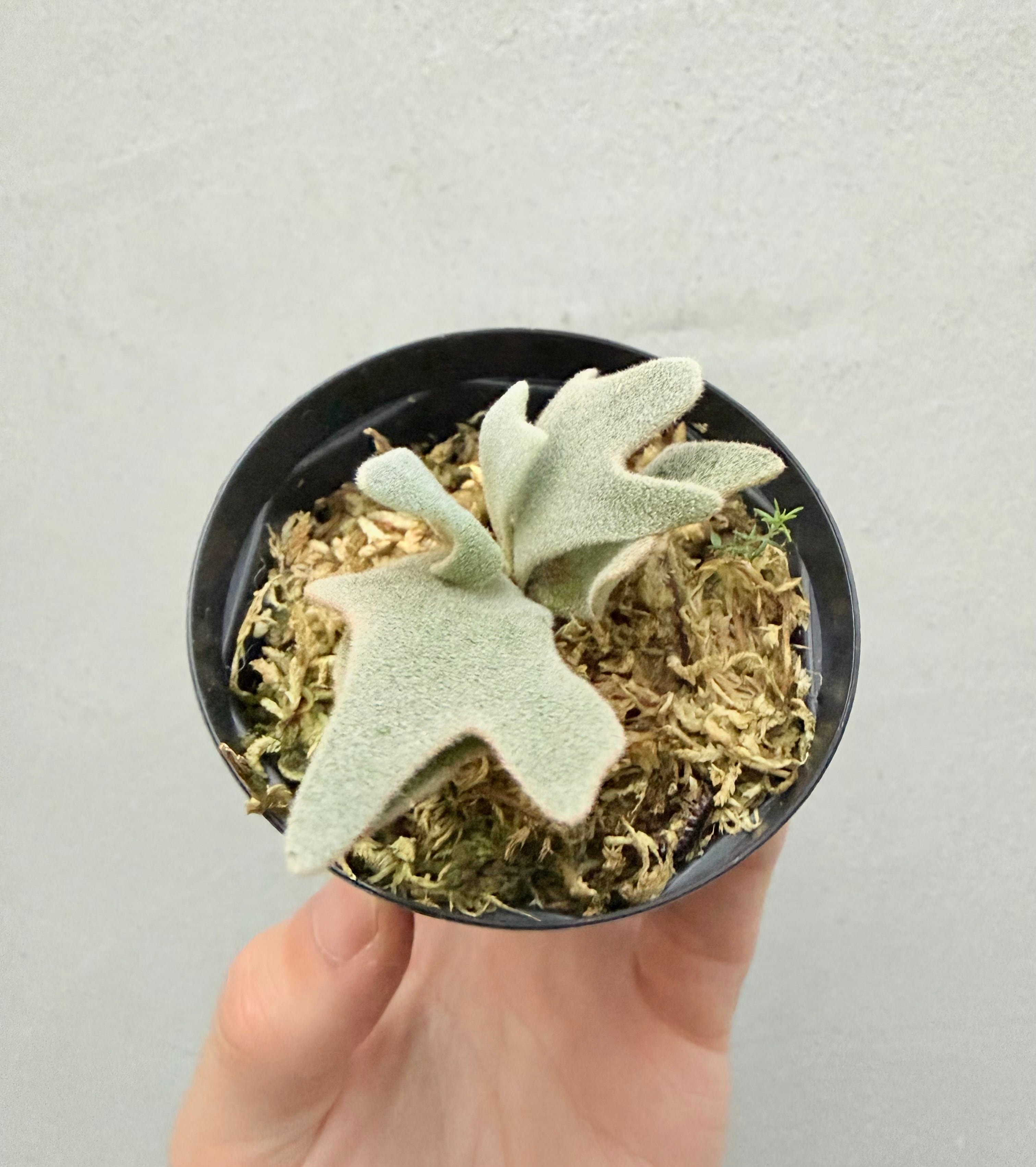c) P. willinckii 'Frosty Maiden' spore grown ②ビカクシダ