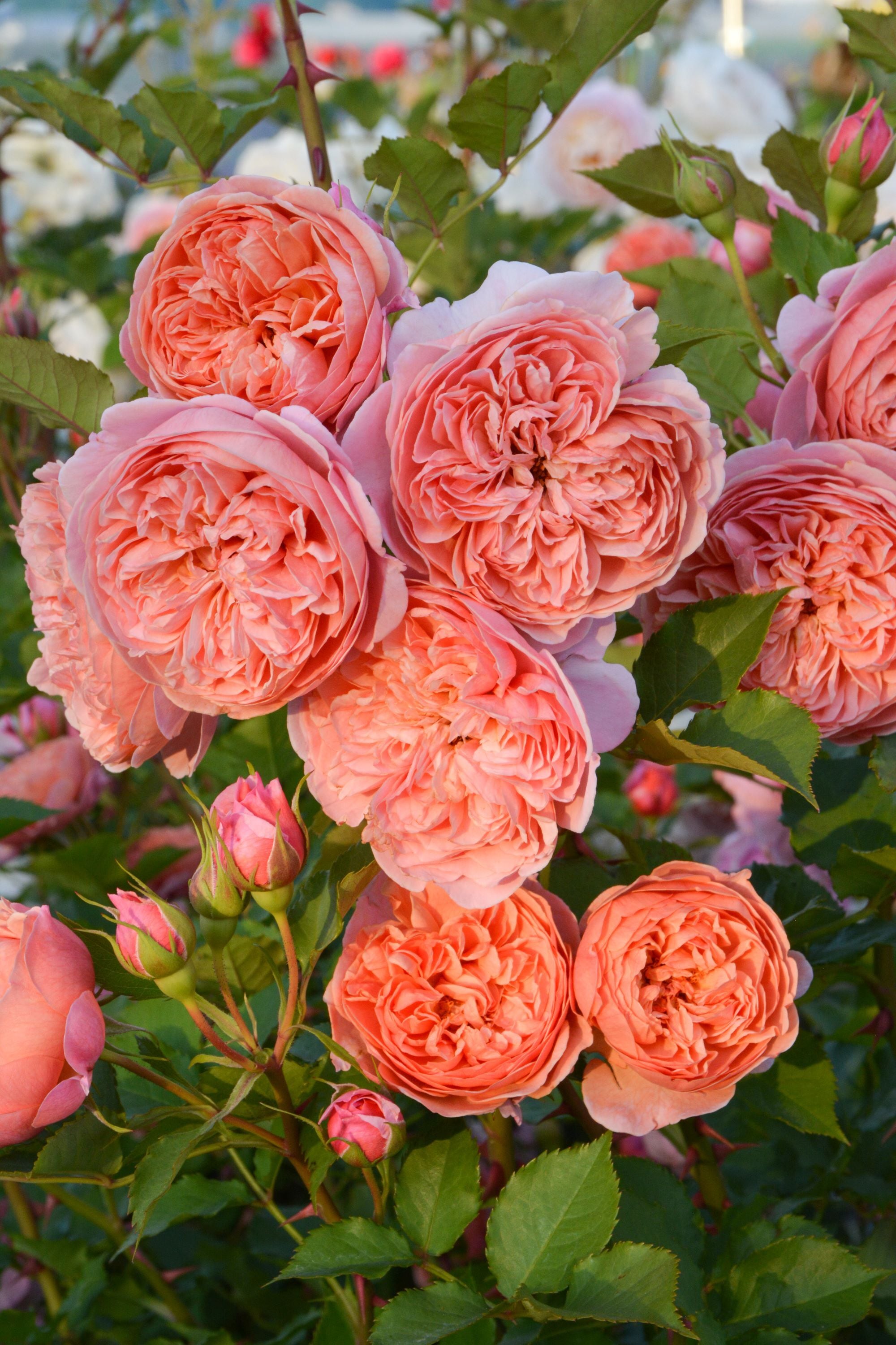 バラ大苗 <ロサ・オリエンティス・プログレッシオ> シルクロード 7号鉢