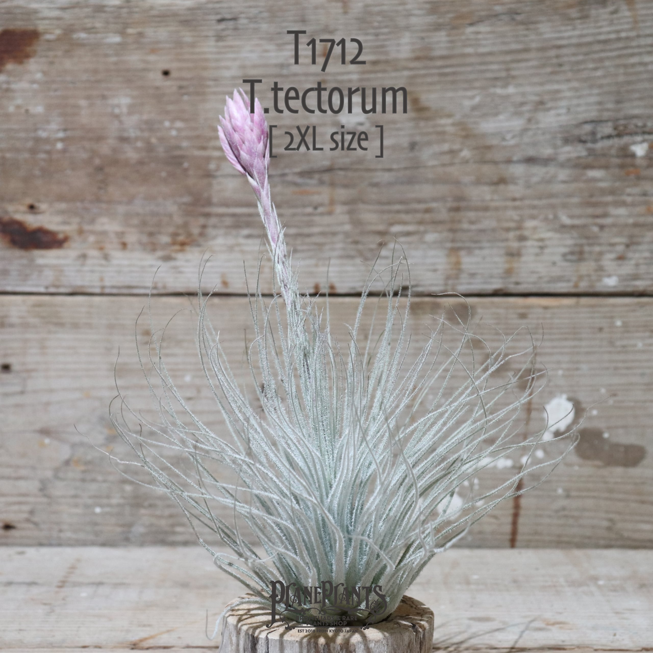 【reserved】テクトラム 2XL (花芽付き)〔エアプランツ〕現品発送T1712