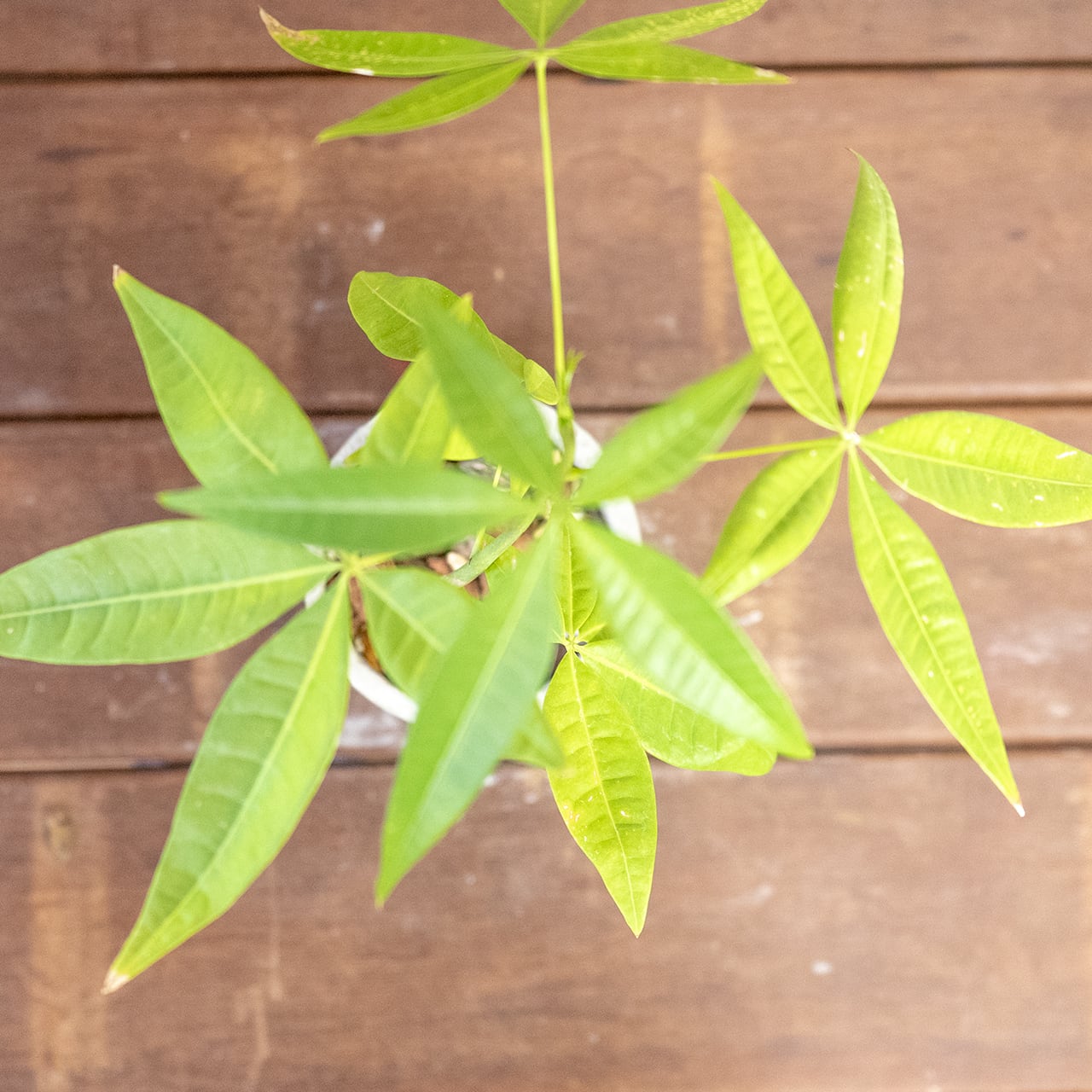 パキラ｜緩やかにカーブする幹が魅力。シンプル空間に映える手づくり鉢仕立て