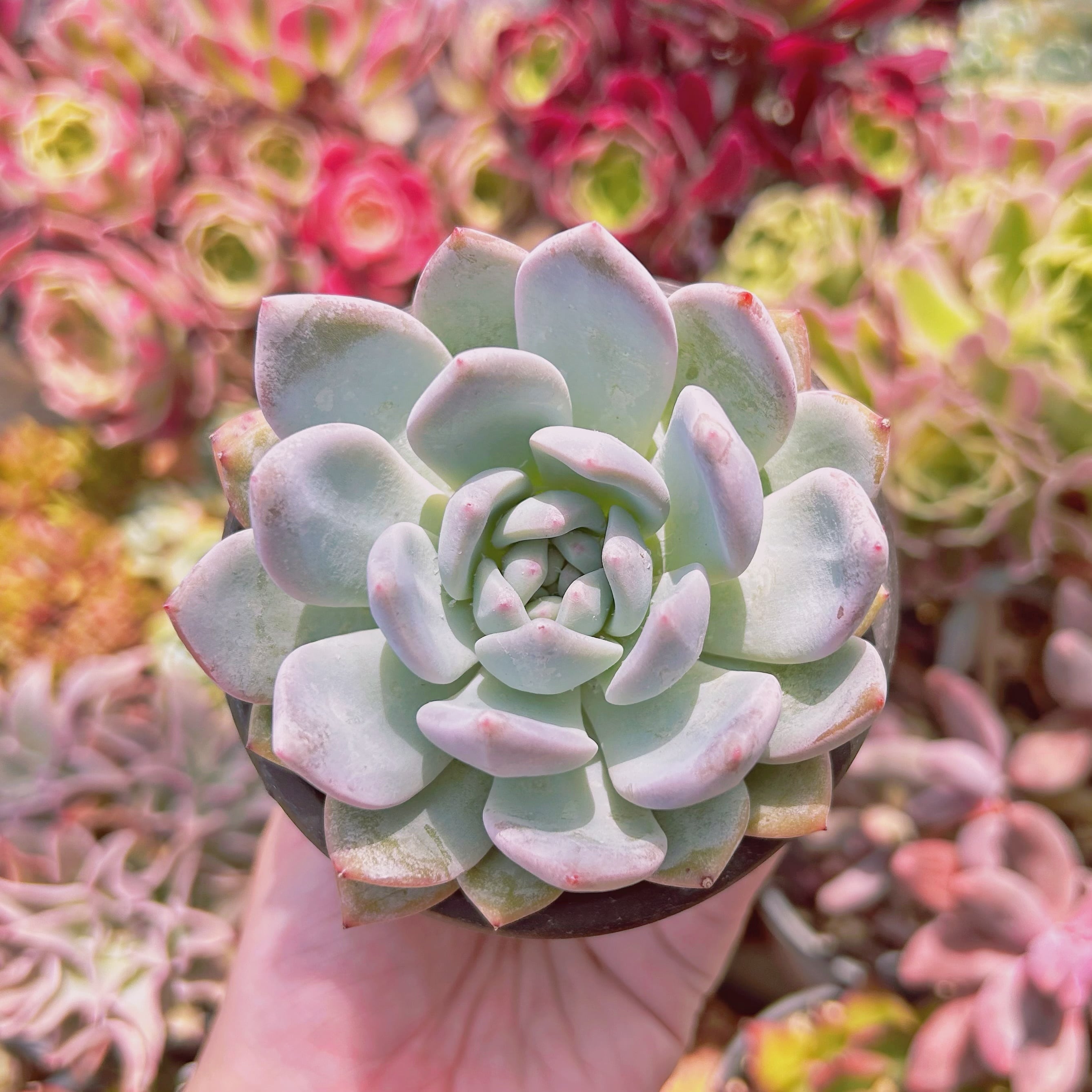 多肉植物　ピンクモンロー　特大苗　抜き苗