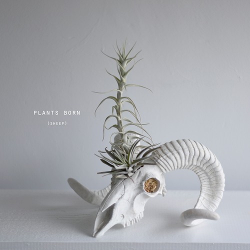 plants born （sheep)　エアープランツ