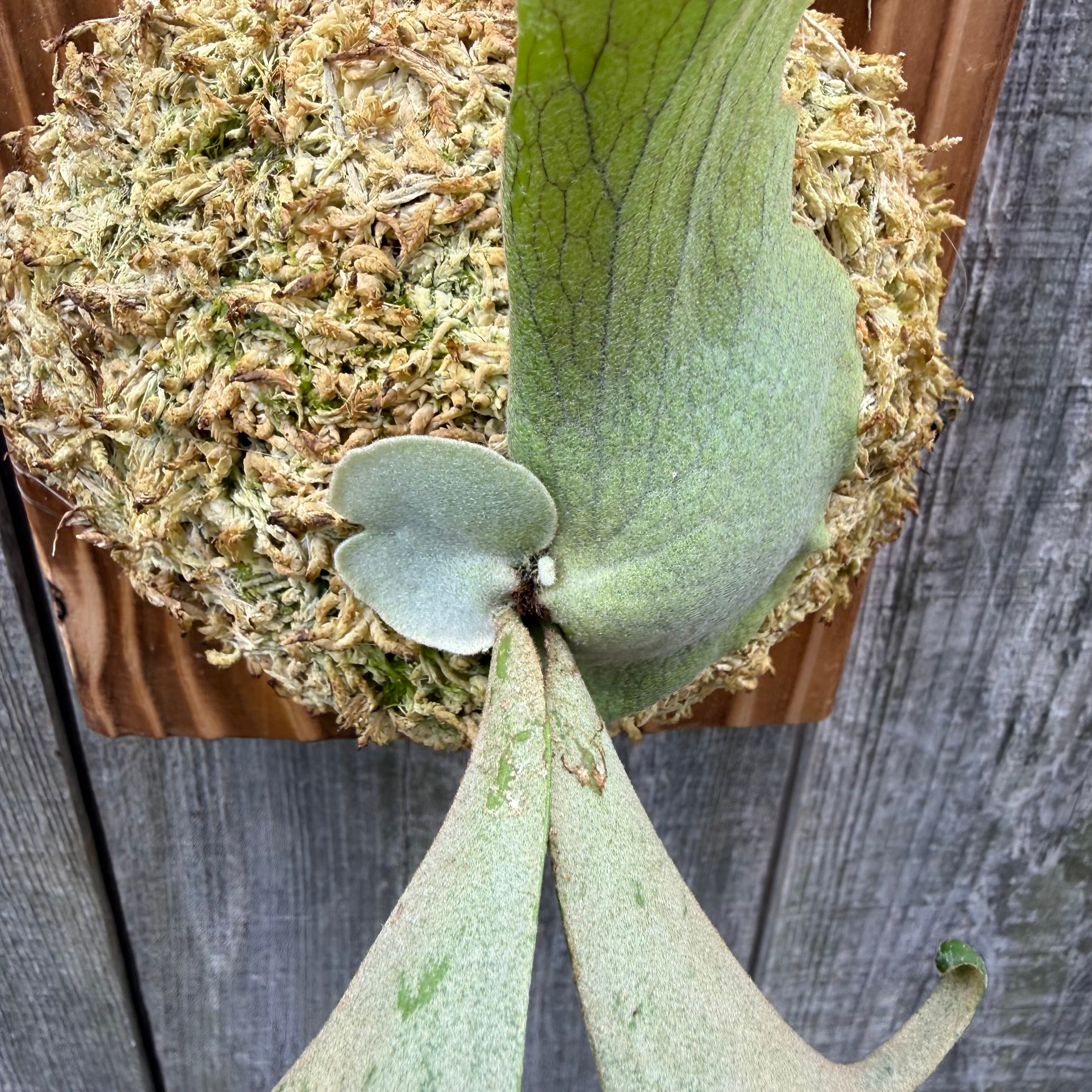 P. willinckii Jenny (TC) | naturefix