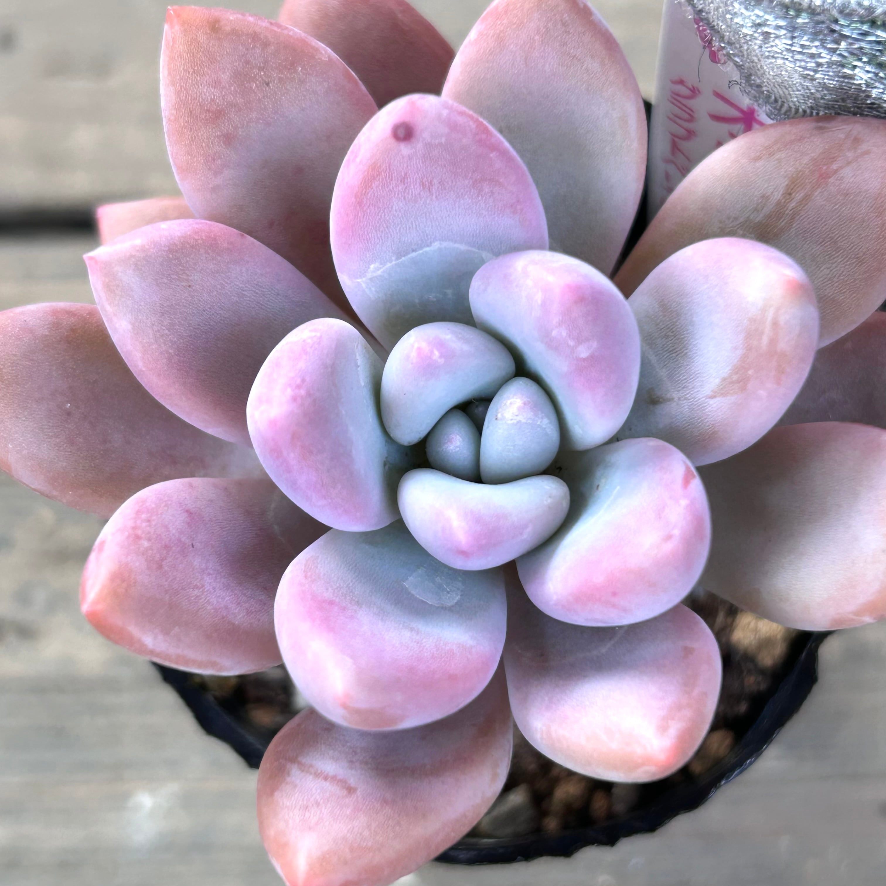 オパリナ | RuPo 多肉植物専門店