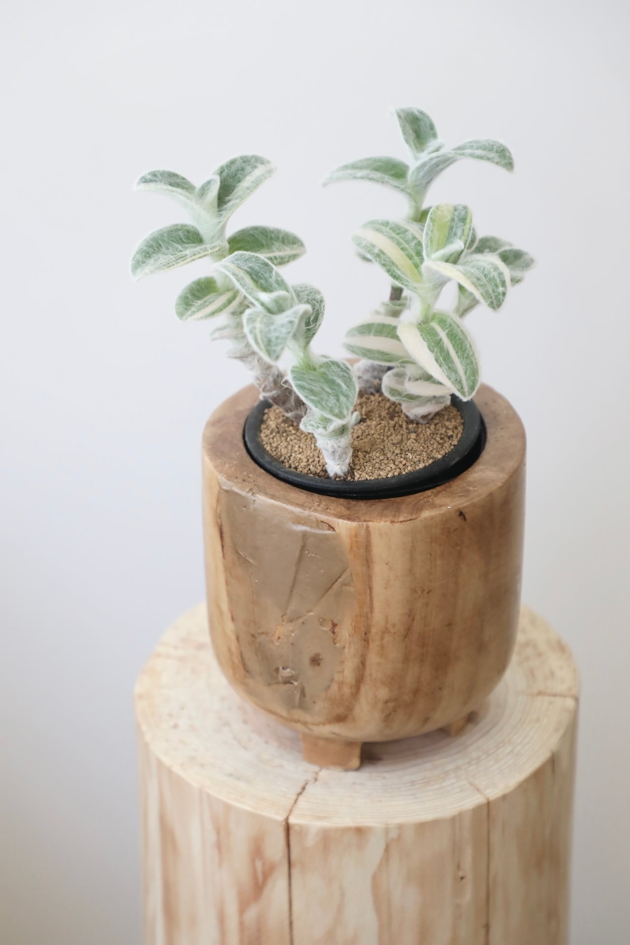 トラディスカンティア 白雪姫 バリエガータ/Tradescantia sillamontana