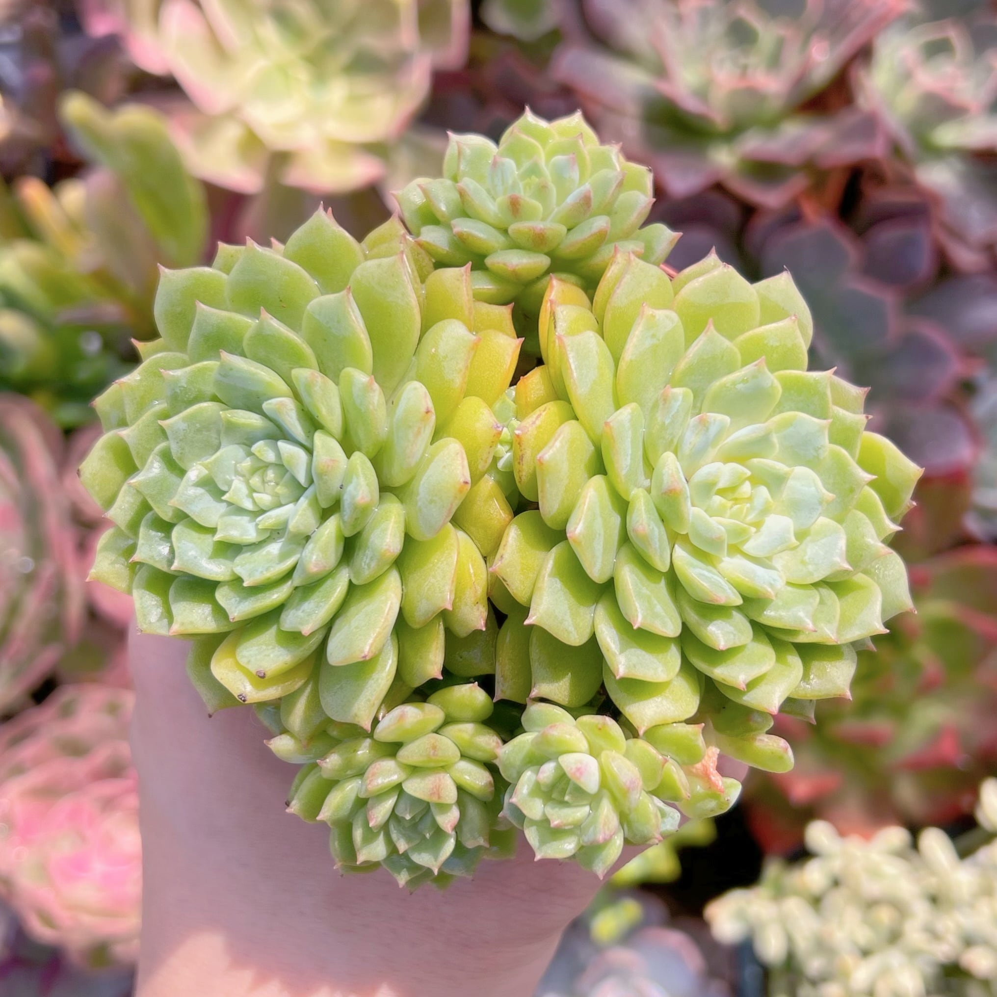 多肉植物 パンダフェス 3～5頭 大群生 | るる農園~多肉植物専門