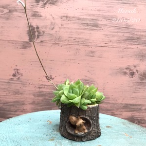 多肉植物　りすさんのおうち