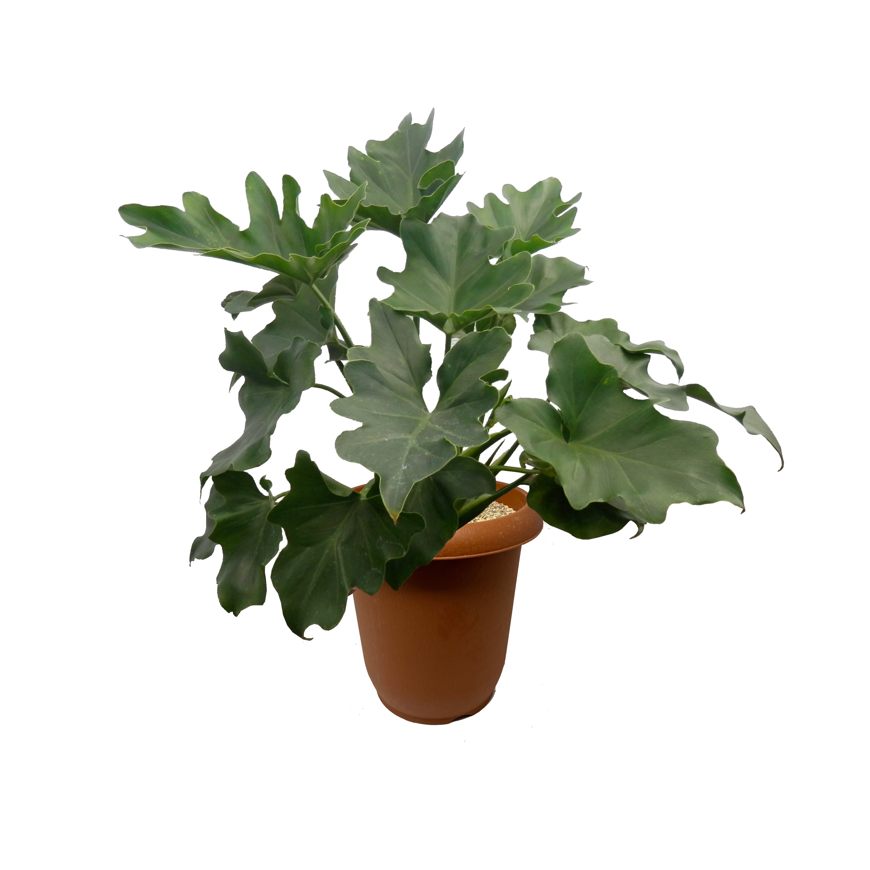 ★セローム「観葉植物」B セローム・スーパーアトム リビングやオフィス向きサイズ【観葉植物