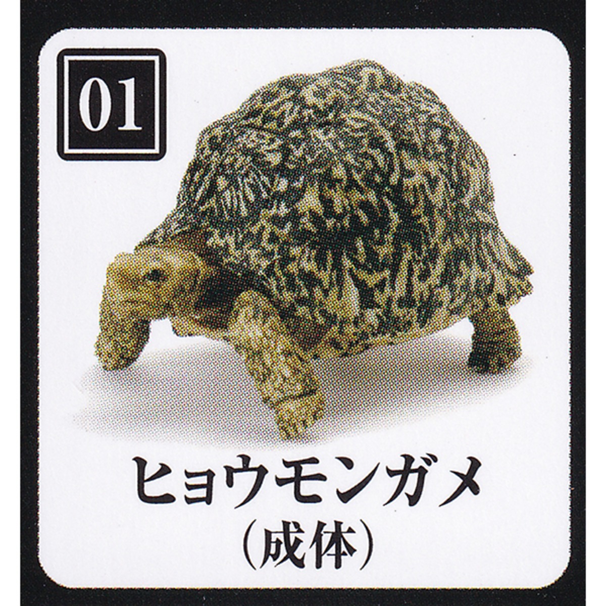01 ヒョウモンガメ 成体 いきもの大図鑑 かめ05 亀 動物 ミニチュア グッズ フィギュア ガシャポン ガチャ Turtle タートル 模型 バンダイ お宝市場ｂａｓｅ店 フィギュア ガチャガチャ ガチャポン 食玩 プライズ アニメ グッズ 模型 ミニチュア