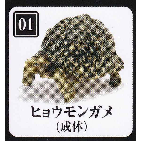 在庫品 いきもの大図鑑 かめ05 4種セット ビッグ割引 在庫品 いきもの大図鑑 かめ05 4種セット ビッグ割引
