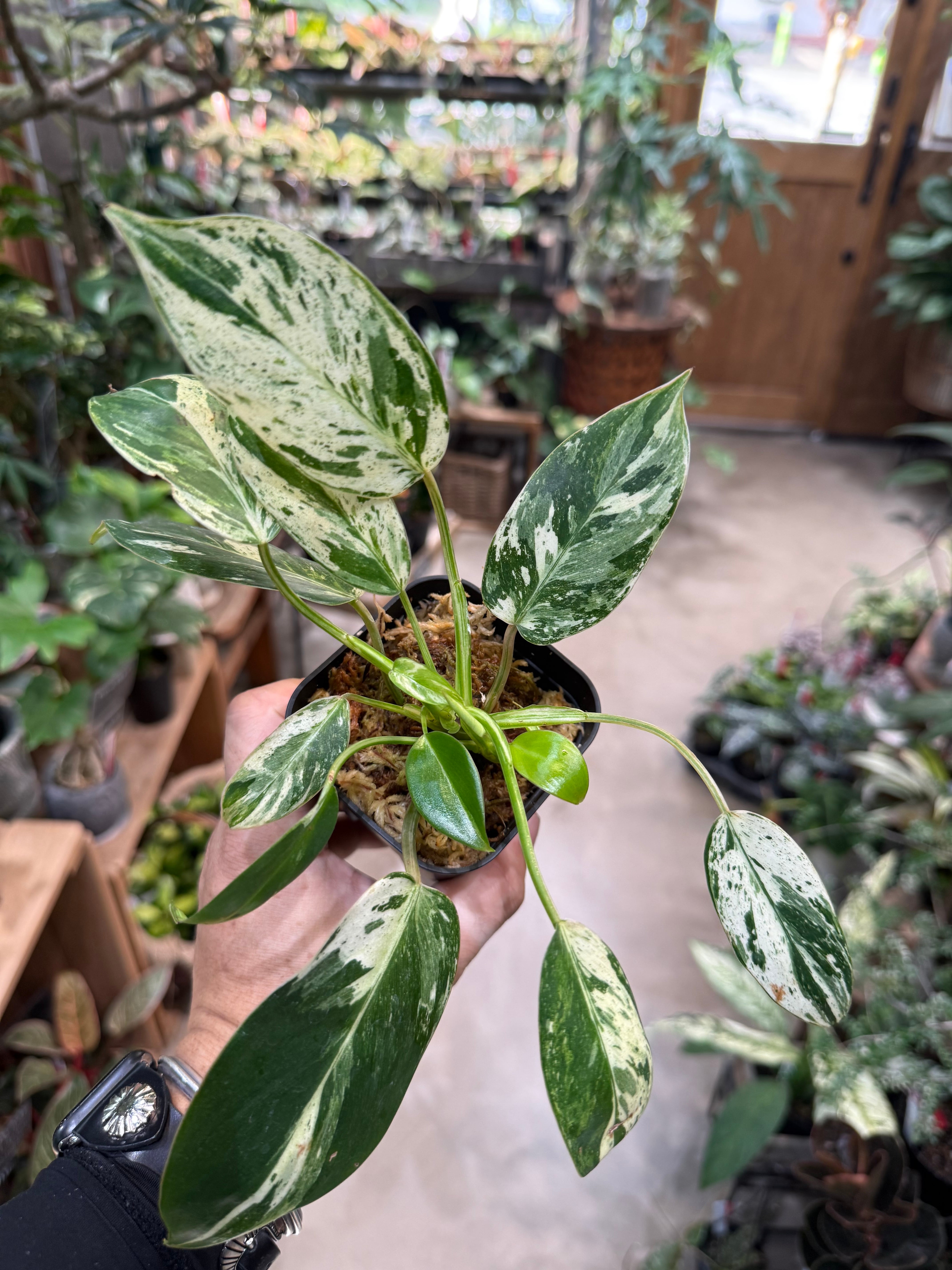B フィロデンドロン エメラルドクイーン | MIDORIYA 観葉植物専門店