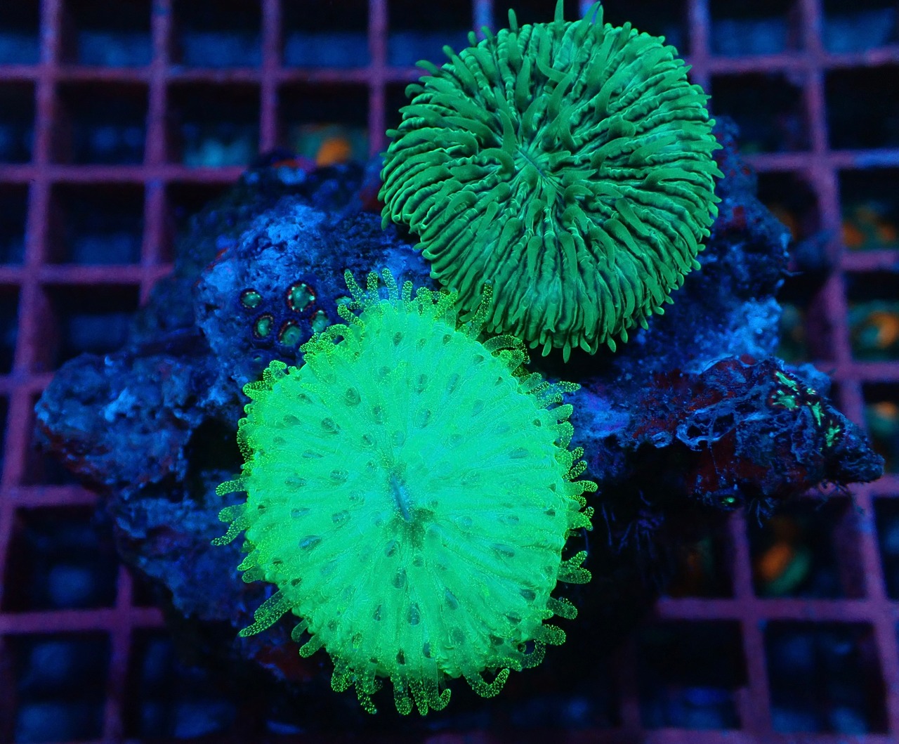 【現地買付】Fungia Glitter Polyp