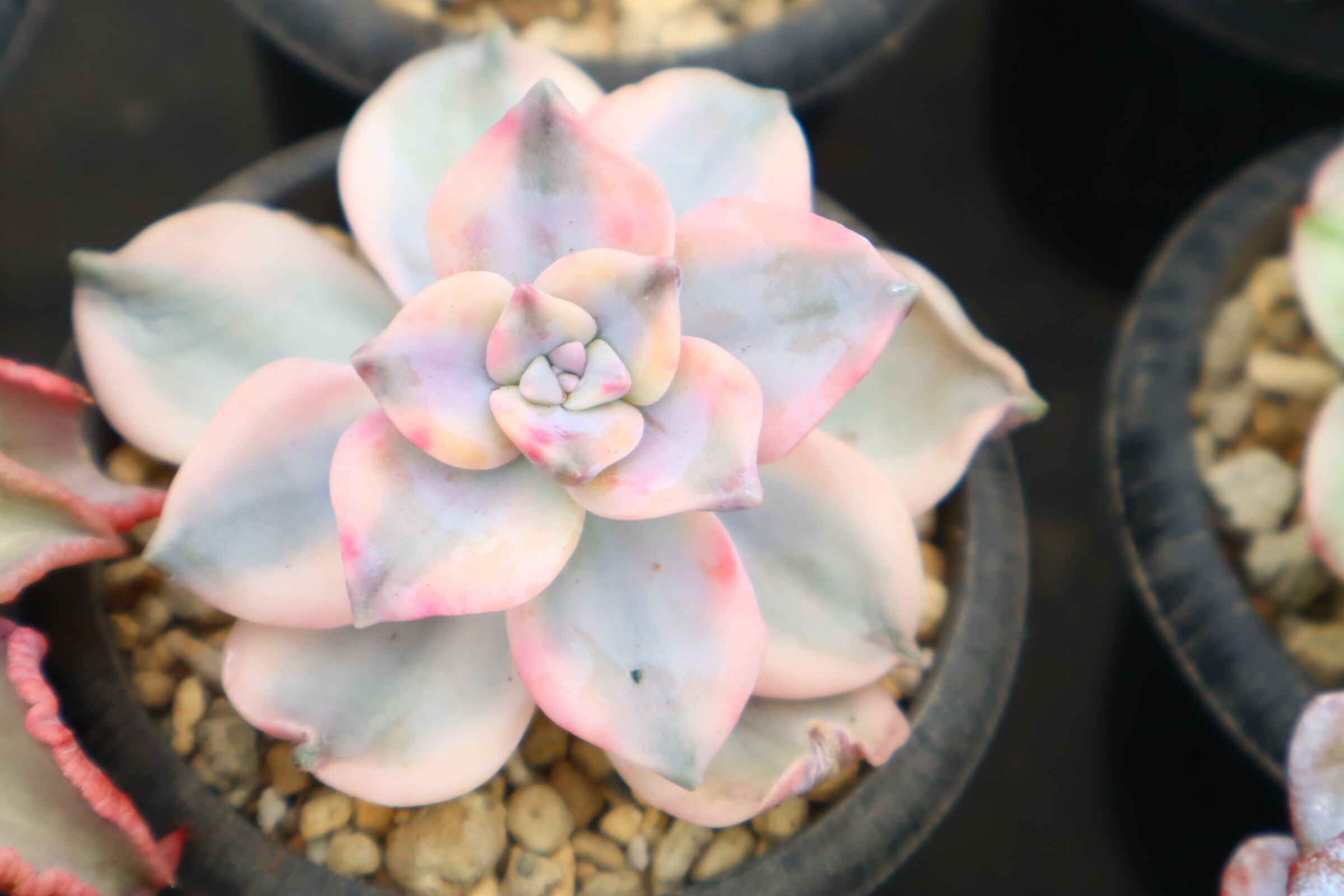 じゅにの多肉屋様　GAI-W80AW じゅにの多肉屋様 GAI-W80AW