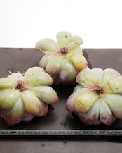 微発根カット苗 チョーク 大株 Echeveria 'Chalk'