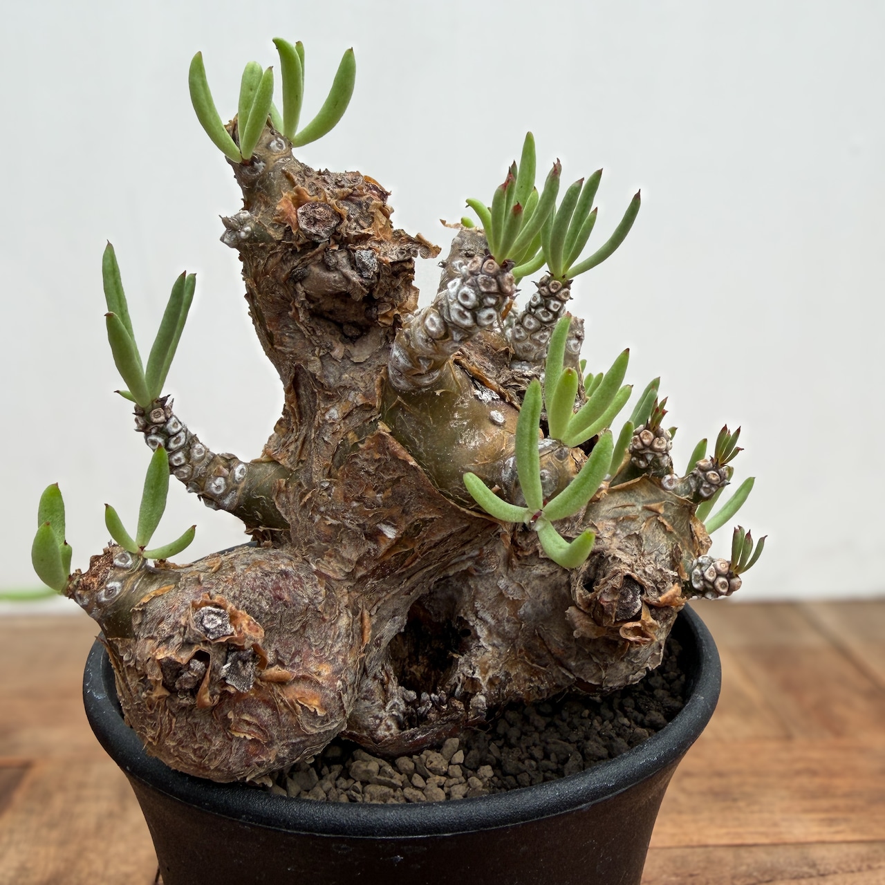Tylecodon pearsonii【チレコドン・ペアルソニー】