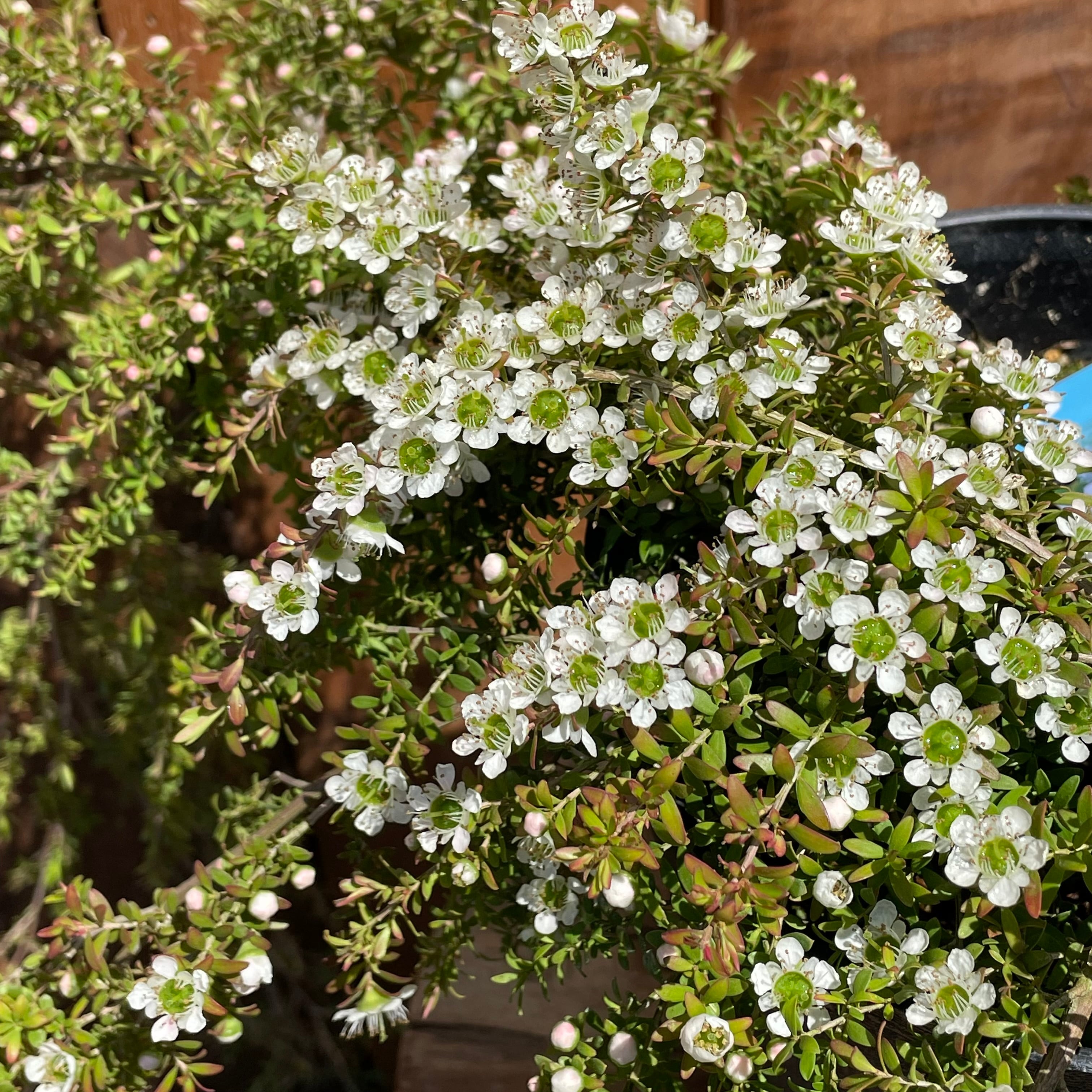 オージープランツ　希少品種　レプトスペルマム　バーチカルドロップ　特大 希少品種!! レプトスペルマム ☘ バーチカルドロップ ☘ 苗