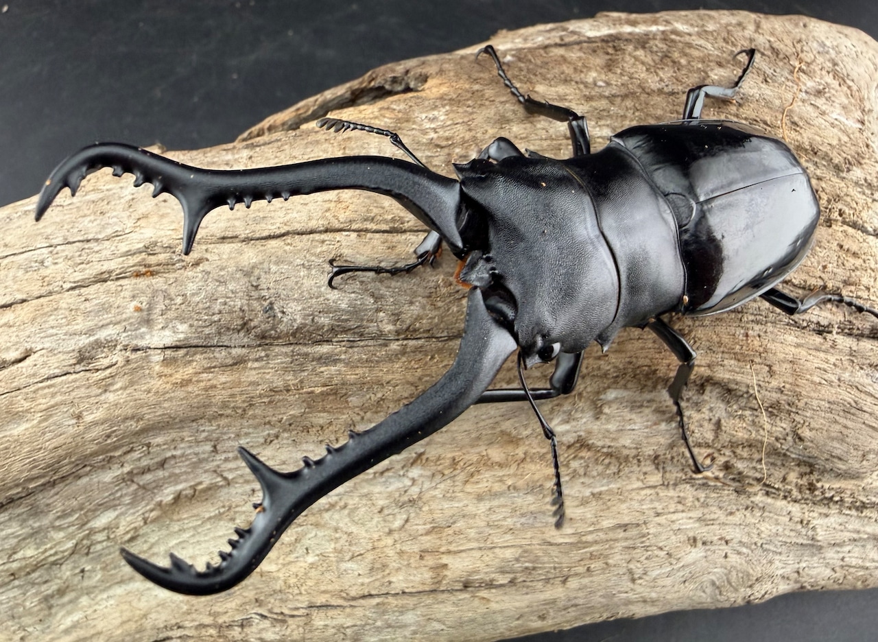 【WD】《 ギラファノコギリ亜種マキタイ カシブ島産 93.5mm ペア》