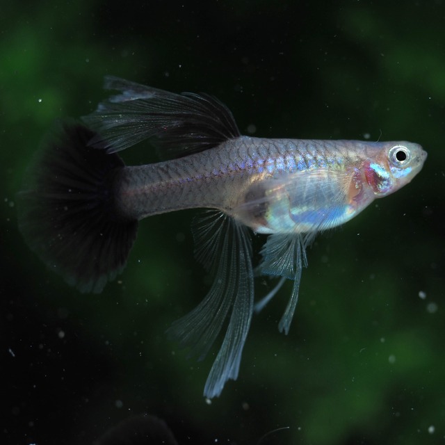 【現物】プラチナダークドラゴンビッグドーサルダンボリボン　1カルテット＋おまけ1トリオ