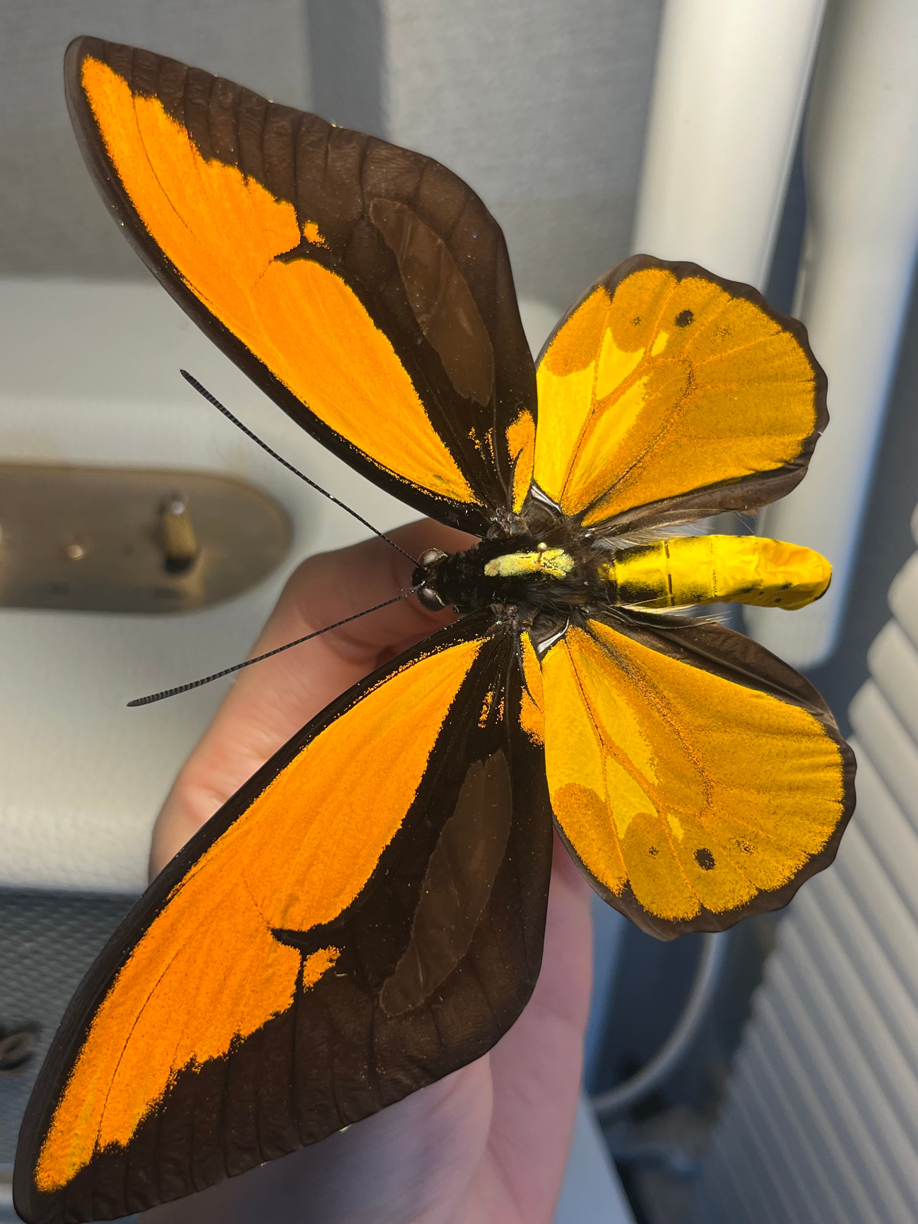 アカメガネトリバネアゲハ 外国産蝶標本 モルフォ 蝶 標本 野外採集品