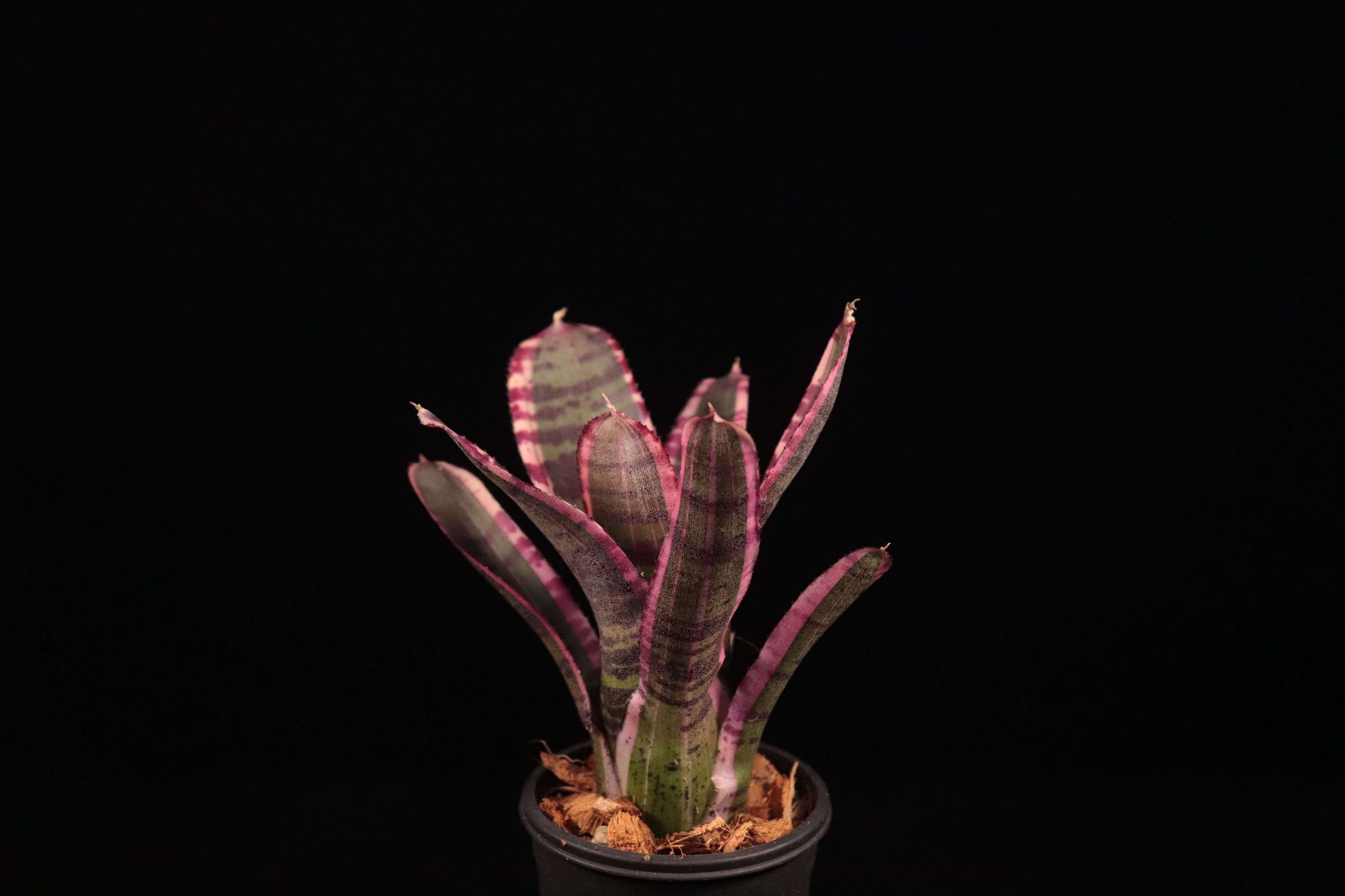 送料無料】Neoregelia 'Wild Dynamo'〔ネオレゲリア〕現品発送N0627