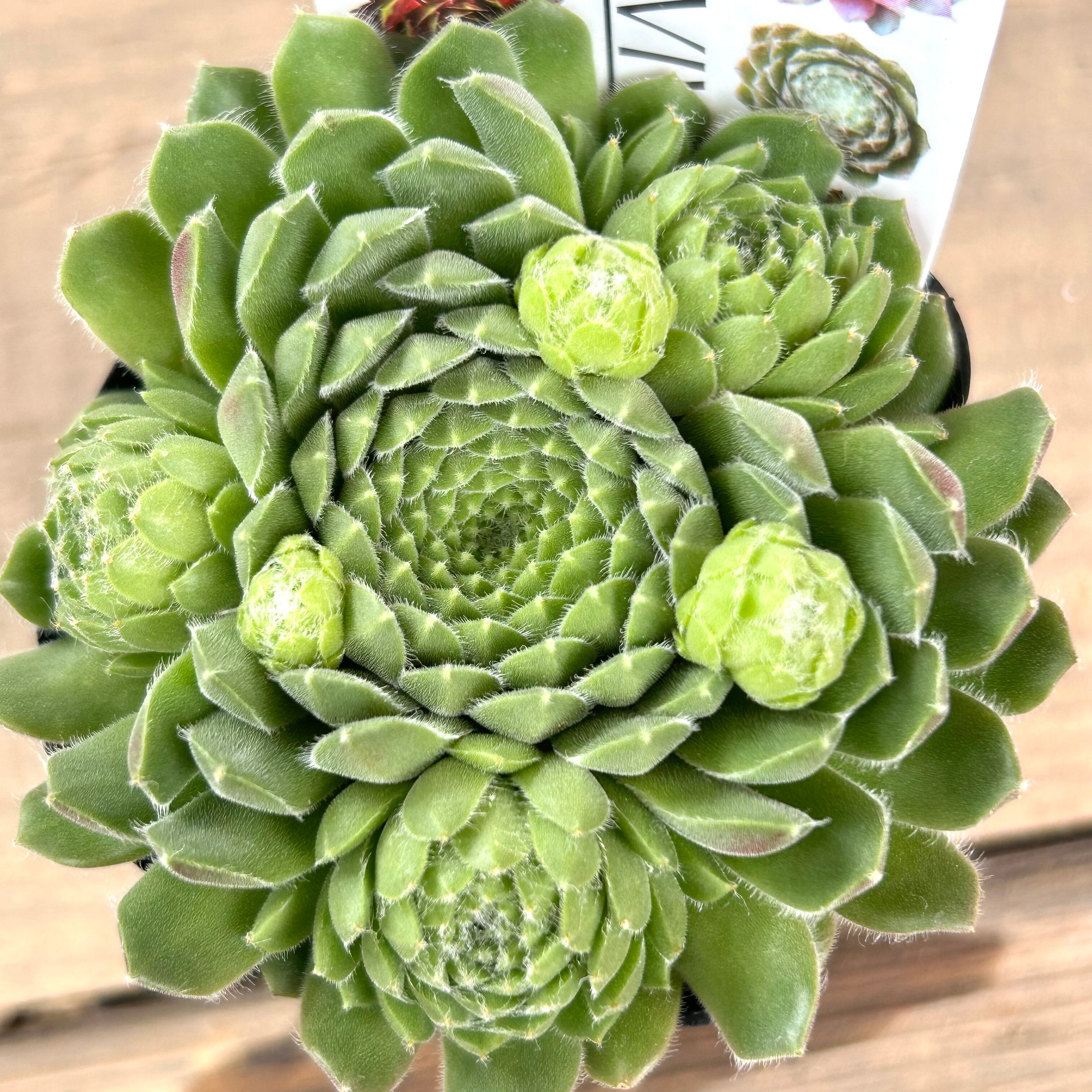 ペキニーズ センペルビウム | RuPo 多肉植物専門店