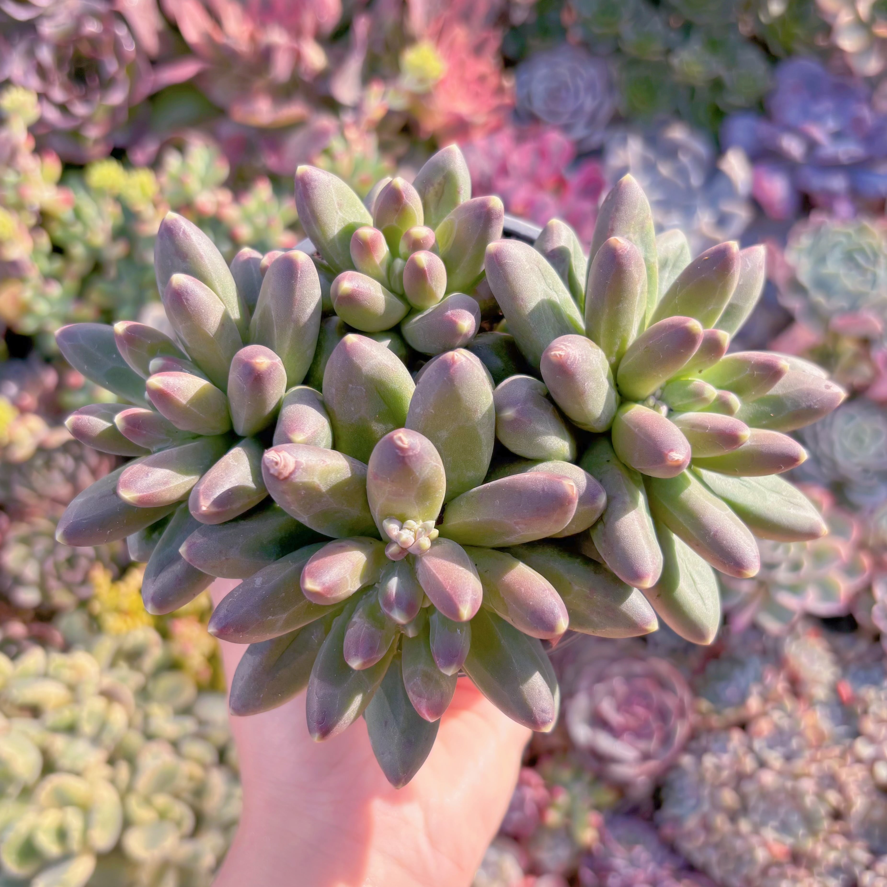 現品　千代田の松#300　大群生　るる農園