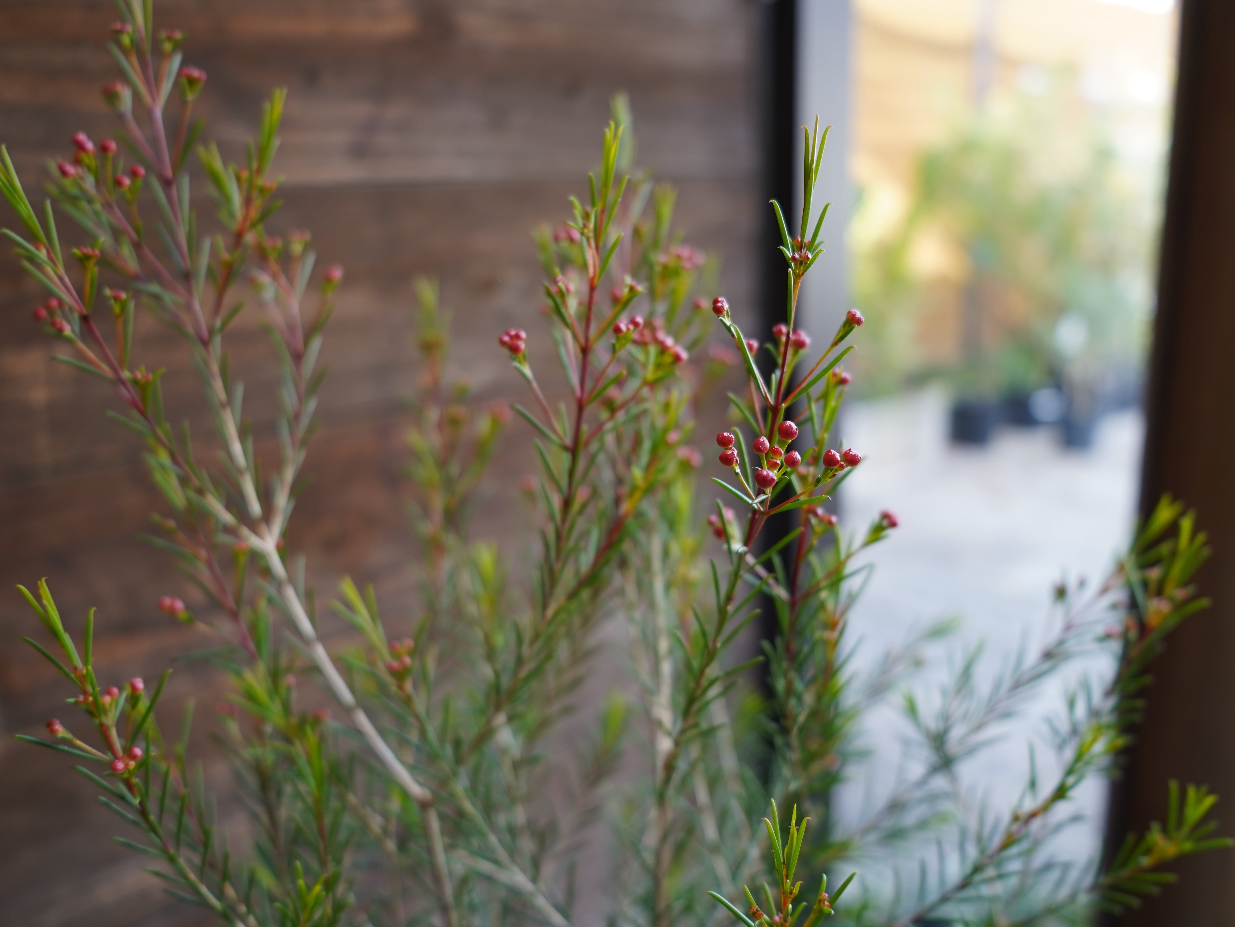 ワックスフラワー