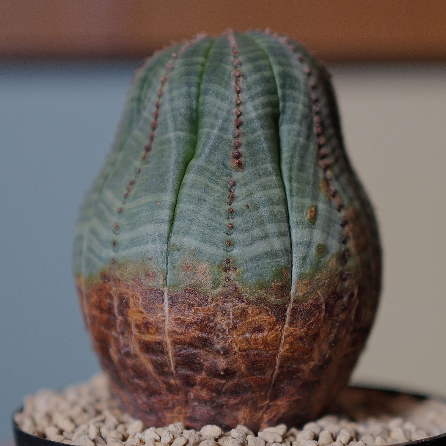 メス株 木質化 美模様 マウンテン オベサ / ユーフォルビア