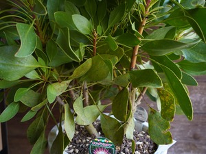 【現物】プロテア　シナロイデス　１０号