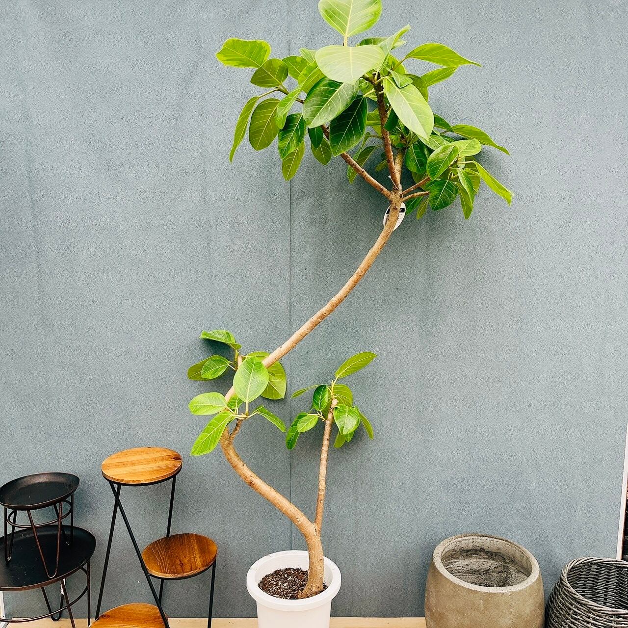 ［現品］21番　フィカス　アルテシマ　8号　観葉植物　室内　大型　ゴムの木 現品］23番 フィカス アルテシマ 8号 観葉植物 室内 大型 特大 ゴムの