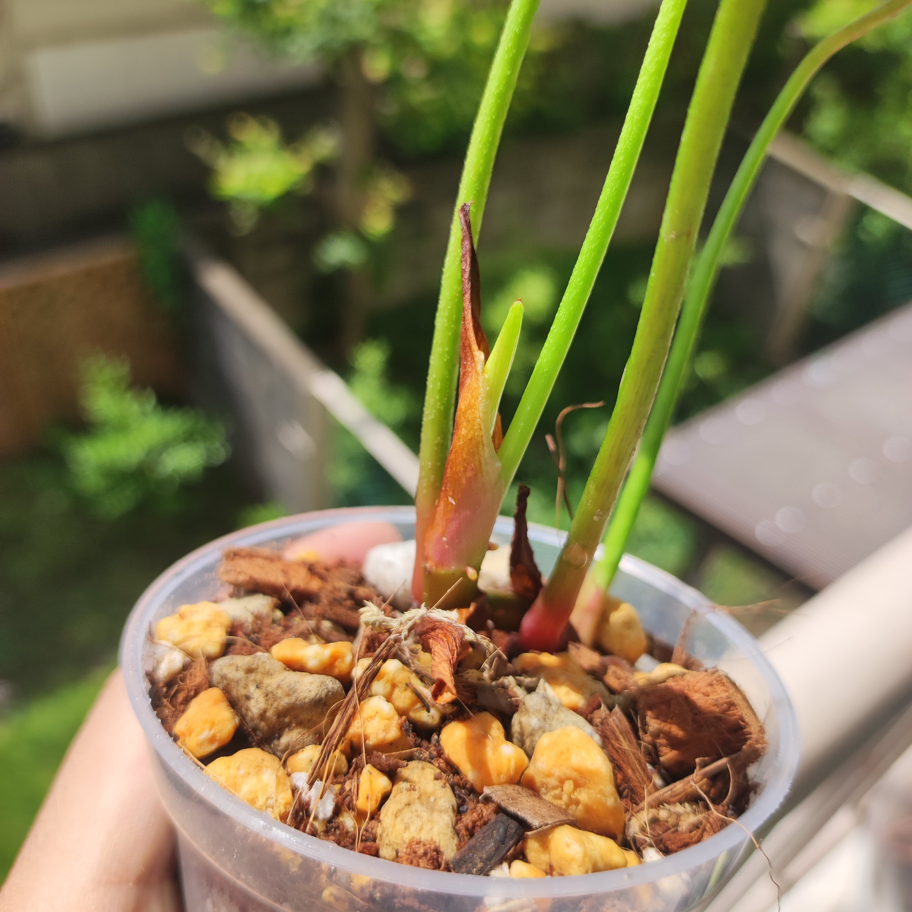 P. El Choco Red / フィロデンドロン エルチョコ レッド③