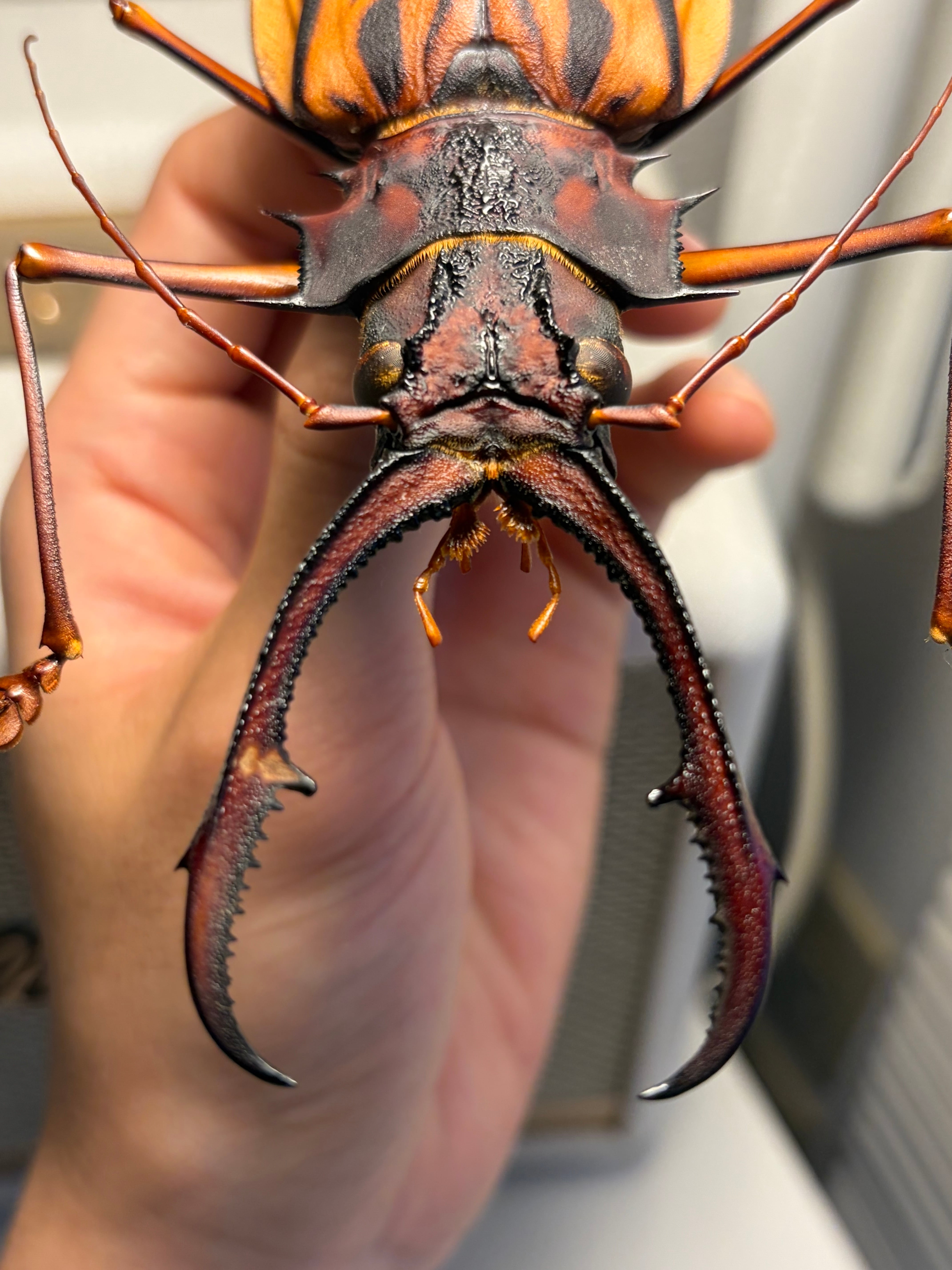 160mm程】オオキバウスバカミキリ標本 Macrodontia cervicornis昆虫