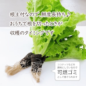 【FISH VEGGIES】グリーン系レタス 60g　化学肥料/農薬不使用だから安心して食べられる