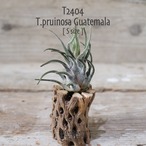 【送料無料】プルイノーサ グアテマラ S〔エアプランツ〕現品発送T2404