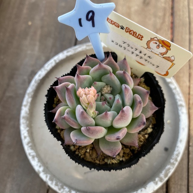 19..farmpalk交配種