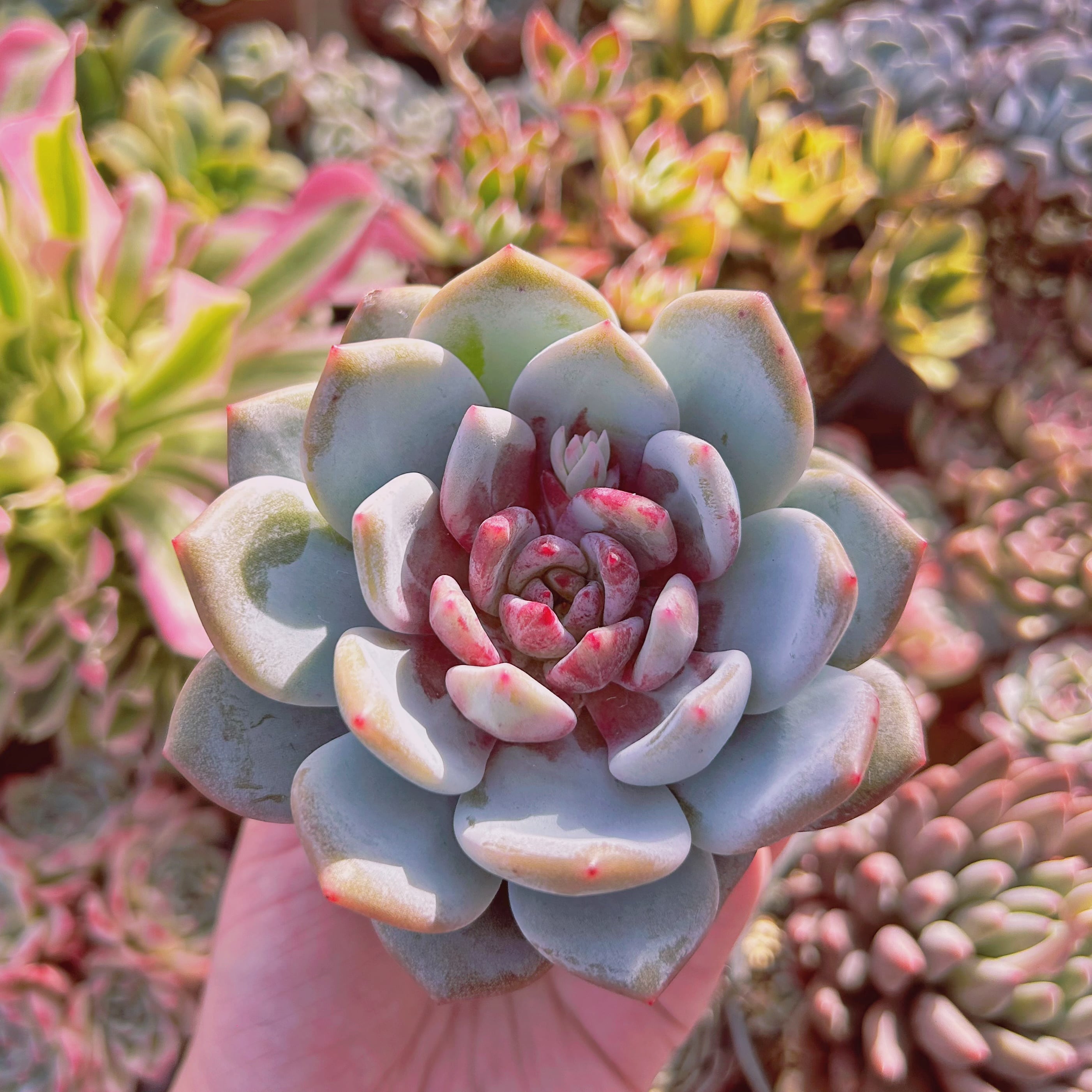 多肉植物　Echeveria  ジャムアンジュ　特大苗