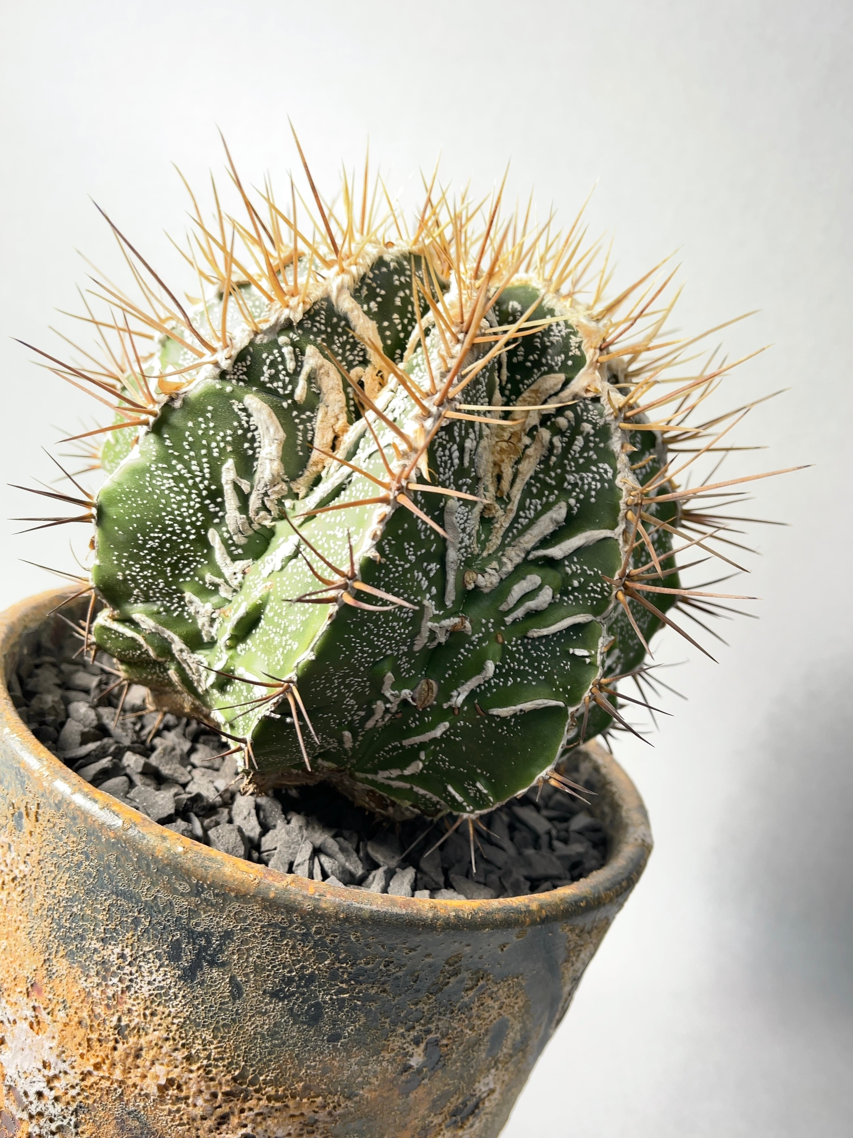 アストロフィツム・白条複隆般若モンストローサ | trigger