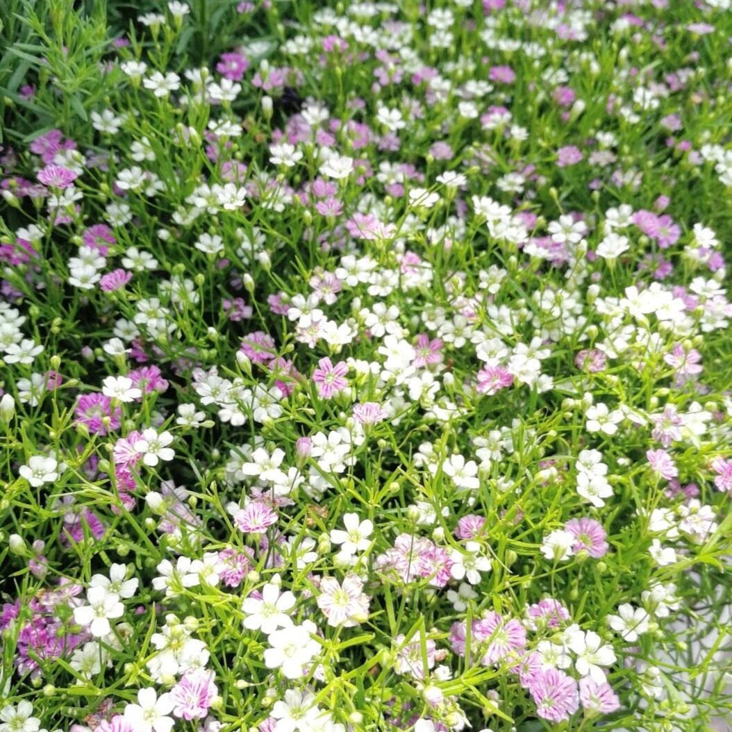 矮性かすみ草 ジプシーシリーズ 天空のバラ園 無農薬バラ苗 花苗 クレマチス ハーブ産直販売