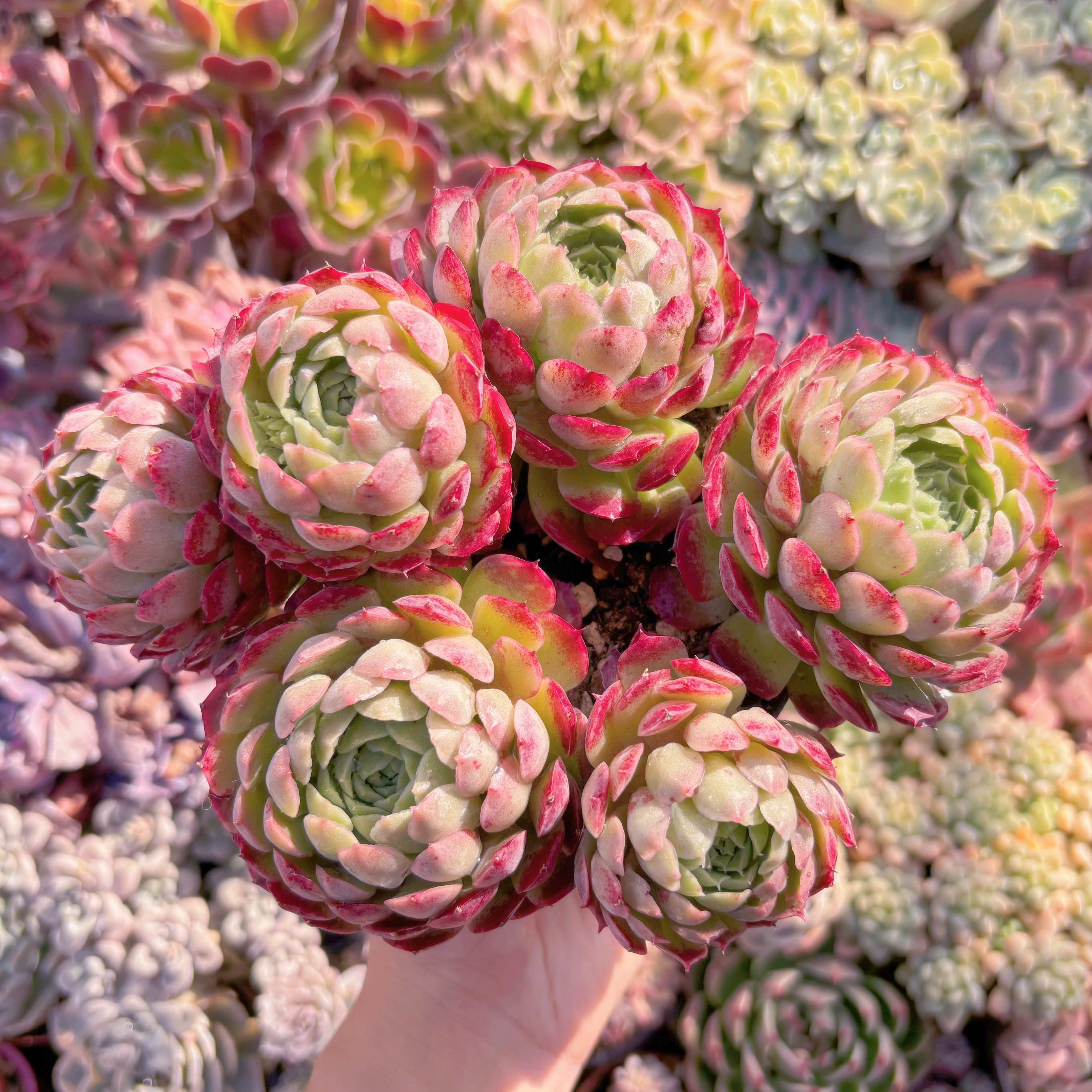 現品　朱砂痣#600　特大群生　るる農園