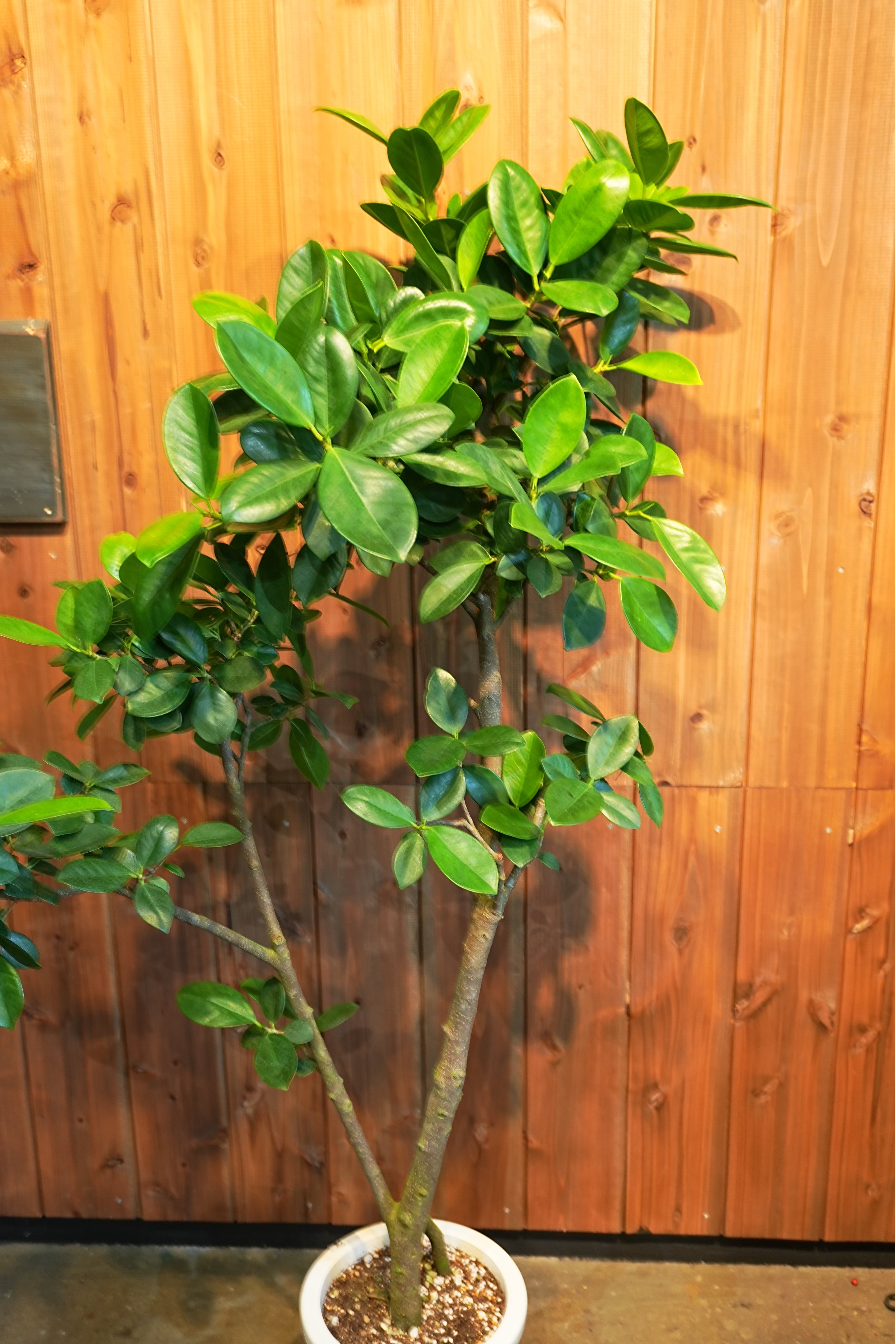 希少】 フィカス ジャンボリーフ 曲がり 幹太 観葉植物 大型 室内 在庫