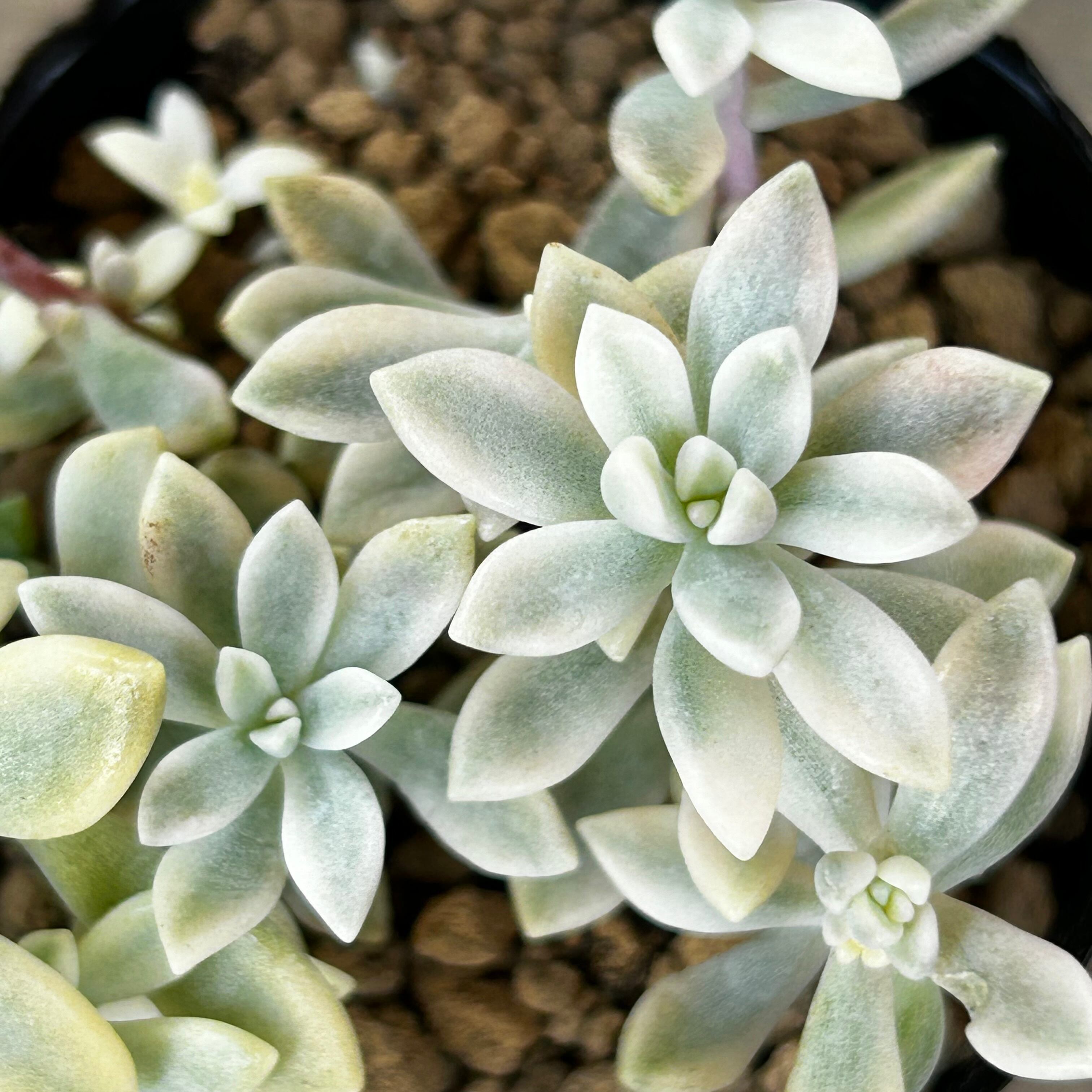 姫秋麗錦 | RuPo 多肉植物専門店