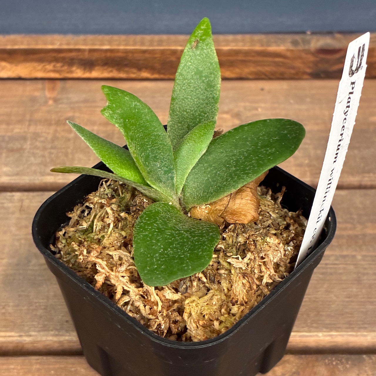 ビカクシダ P. willinckii cv. Little Lanna (TC)【970】【再撮影】