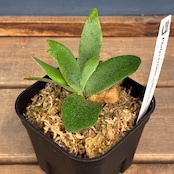 ビカクシダ P. willinckii cv. Little Lanna (TC)【970】【再撮影】