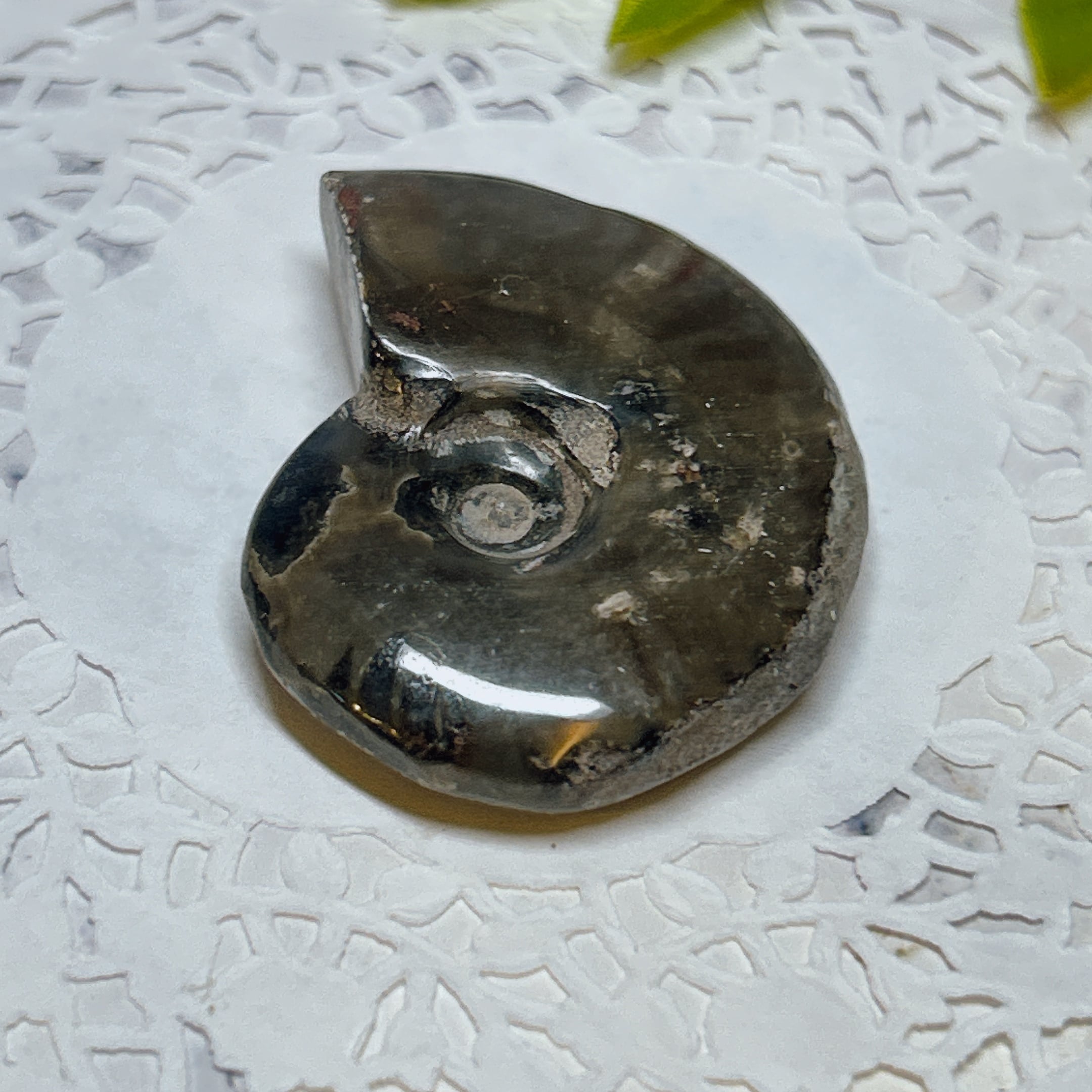 化石]アンモナイト（菊石） | クリスタル・ワールド御徒町店