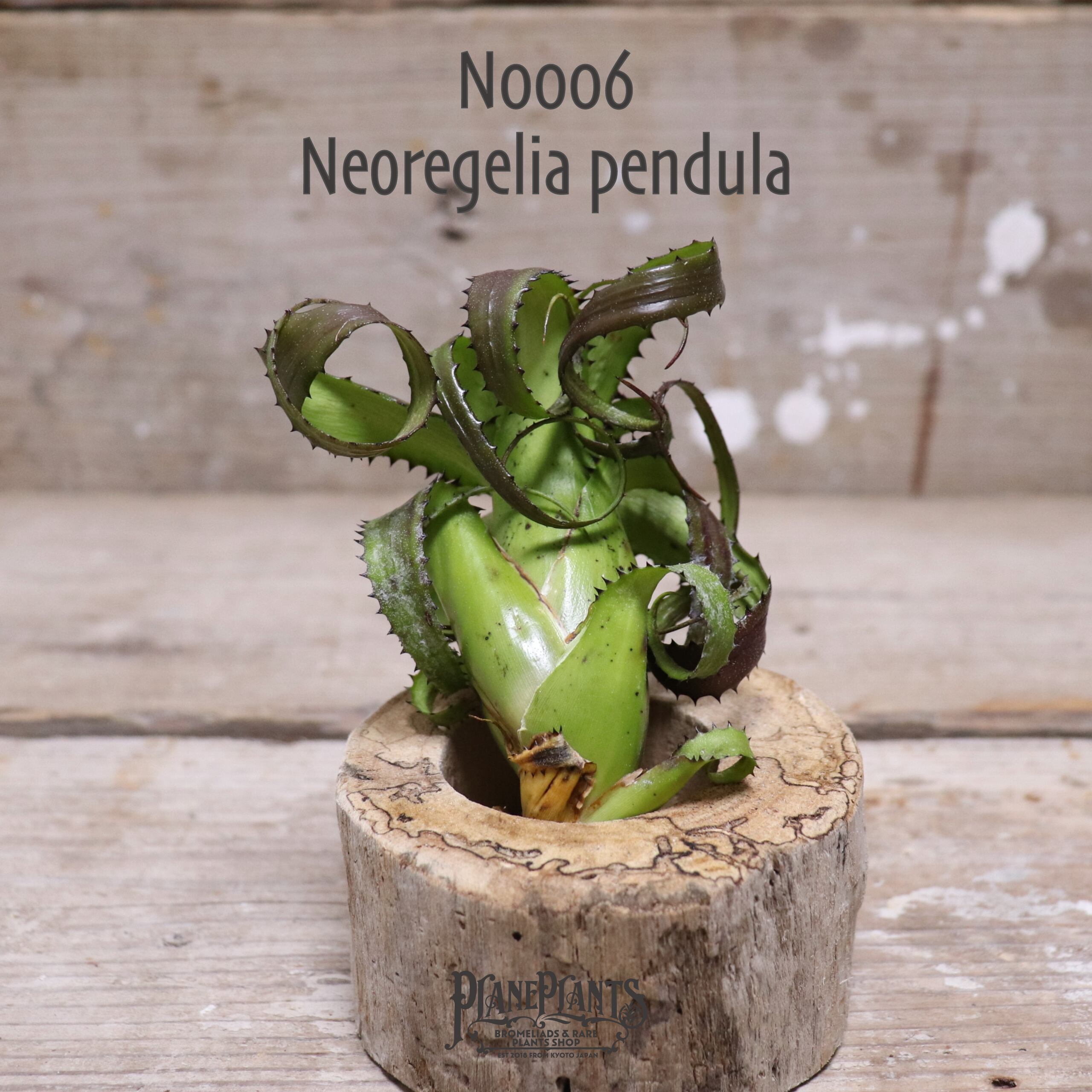 【送料無料】pendula MS〔ネオレゲリア〕現品発送N0006